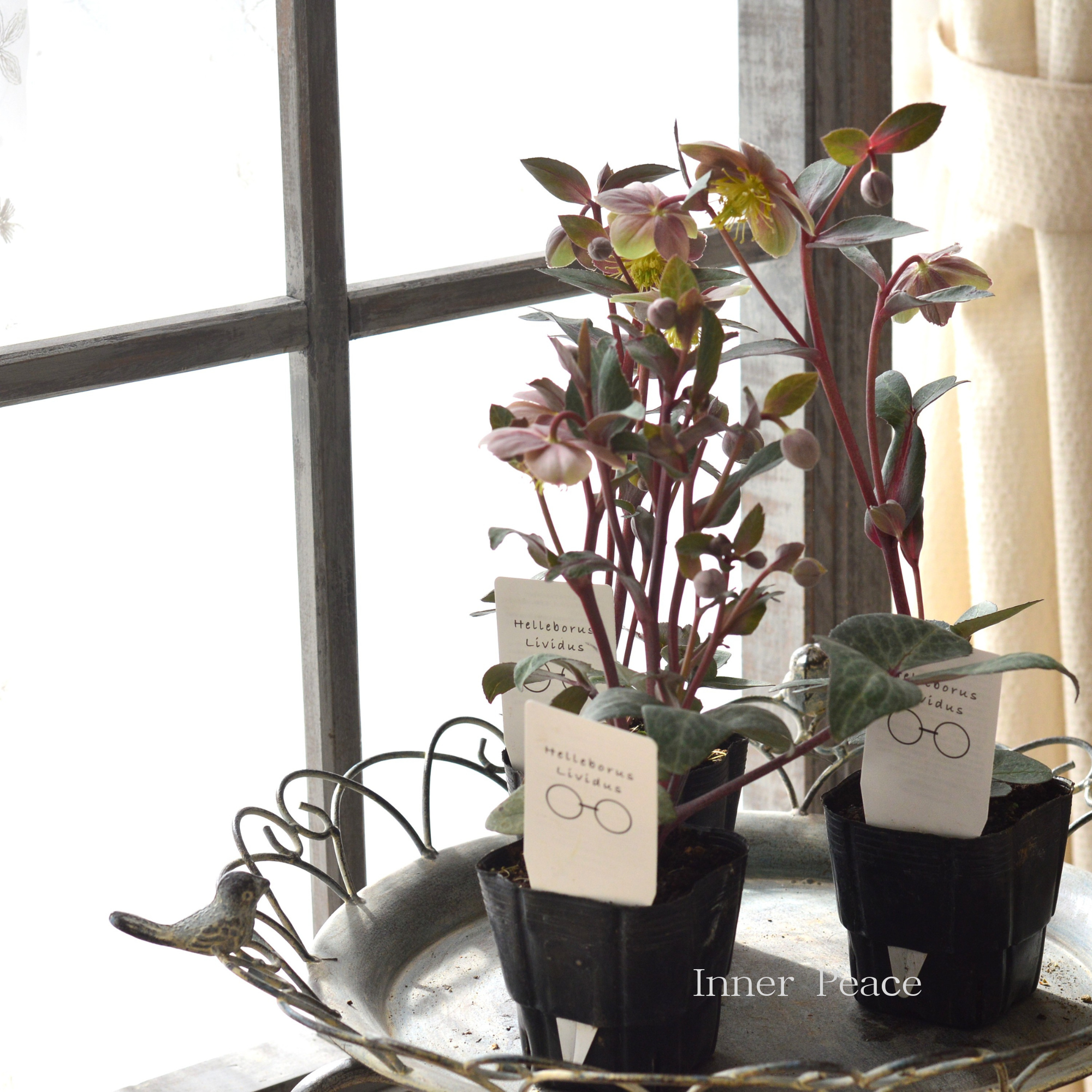 【杉光園芸さん】 クリスマスローズ 『リビダス』 3寸POT