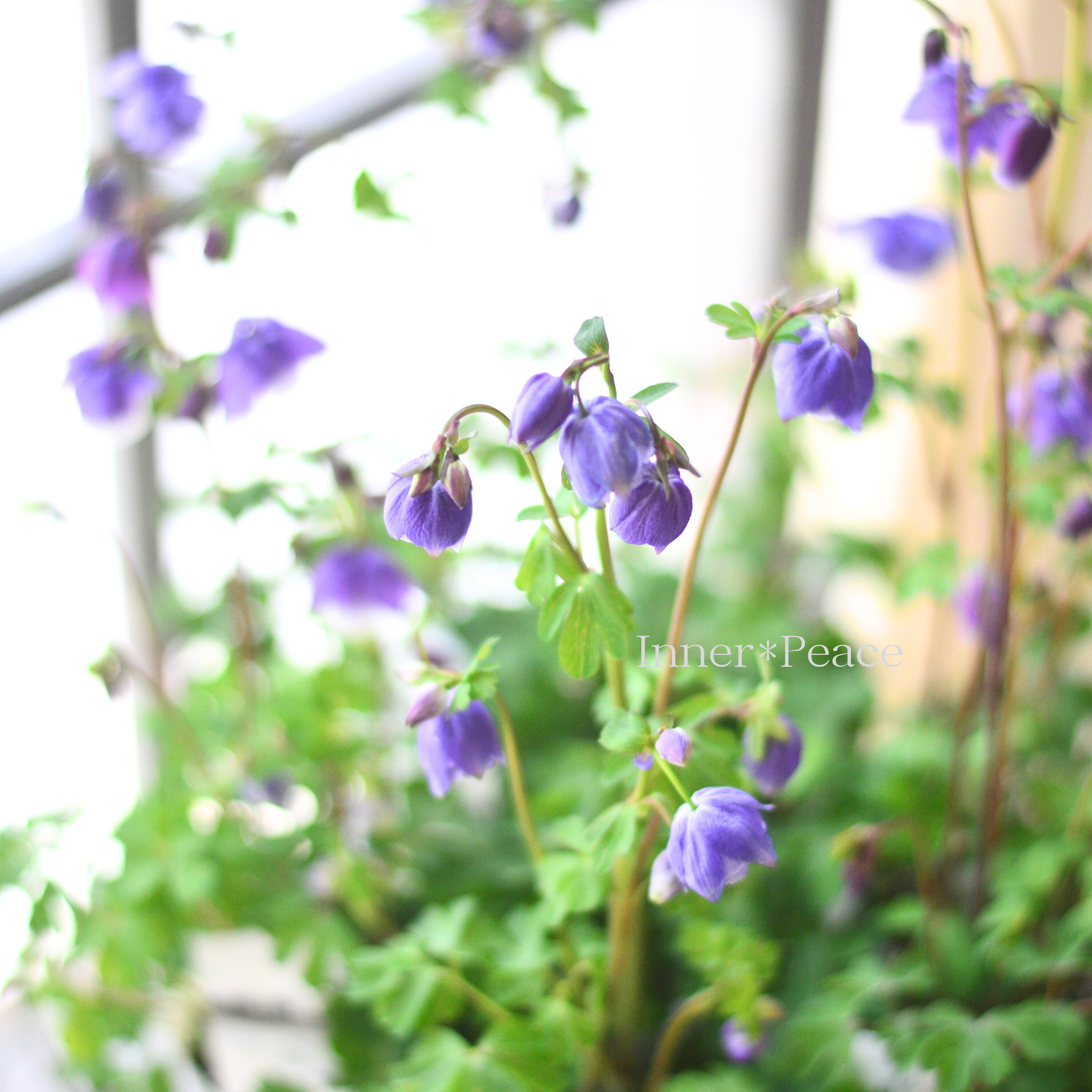 【松原園芸さん】 風鈴オダマキ 『八重ブルー』 3寸ロングPOT