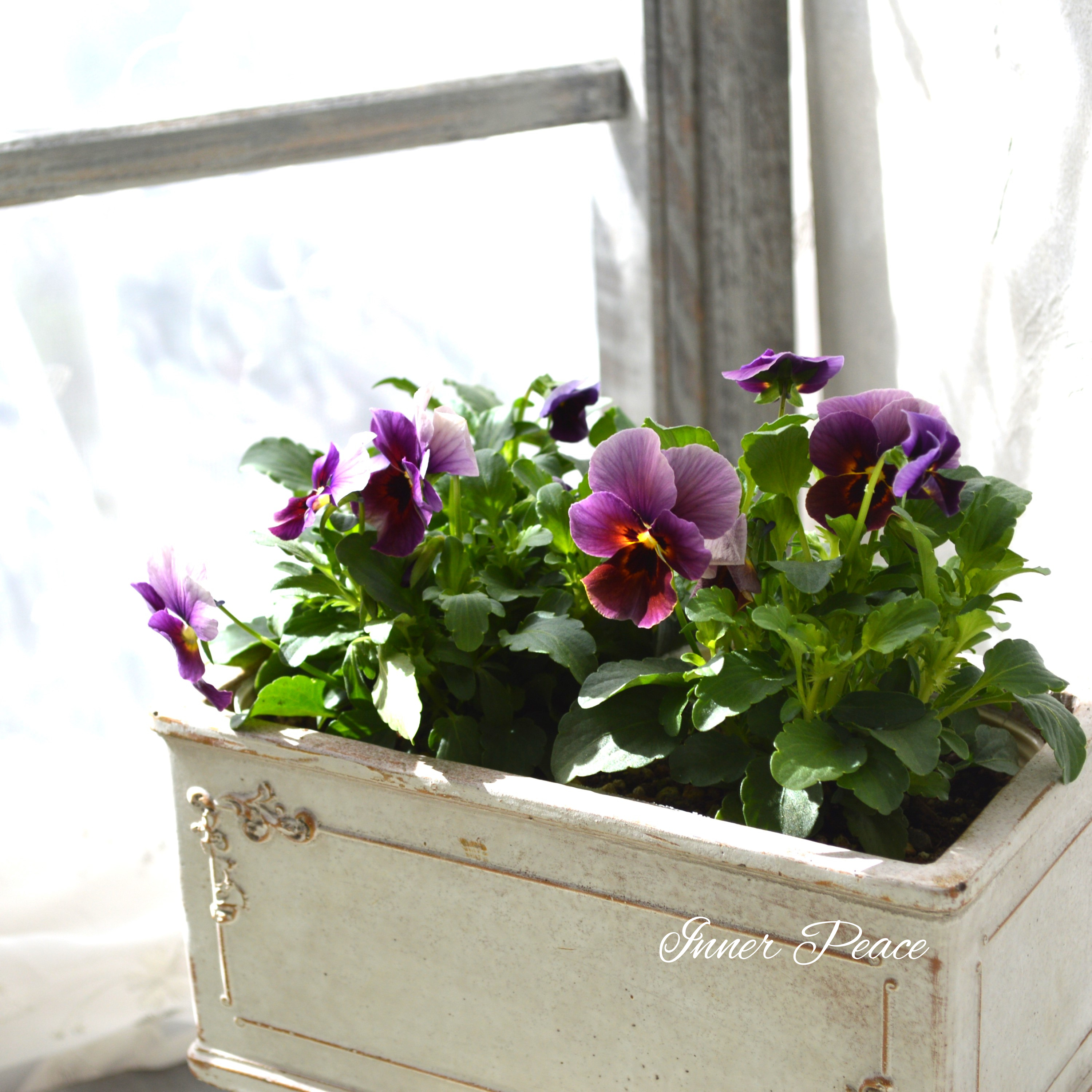 【美しい】 ビオラ 『ぶどうももか』 3.5寸POT