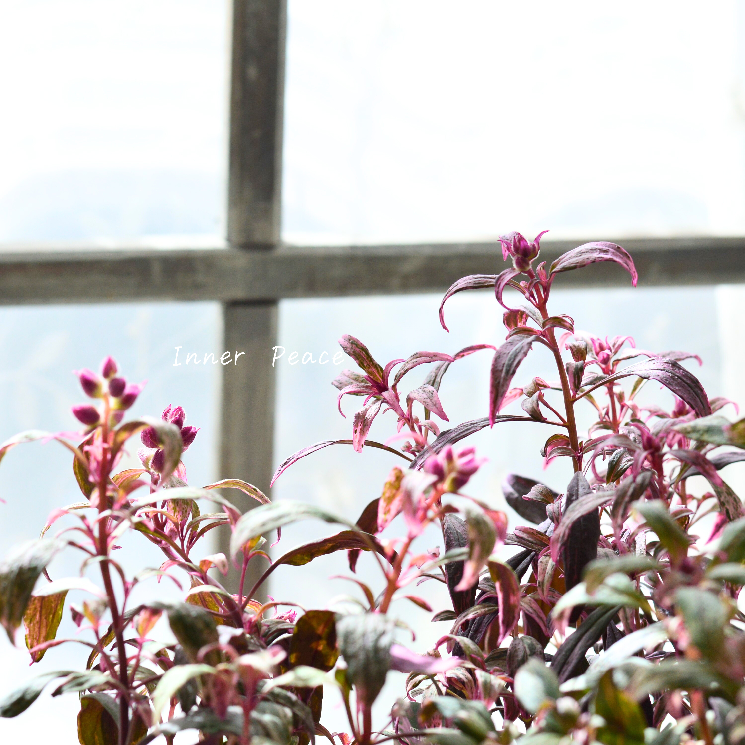 【カラーリーフ】 キンギョソウ 『ブランルージュ』 3寸POT