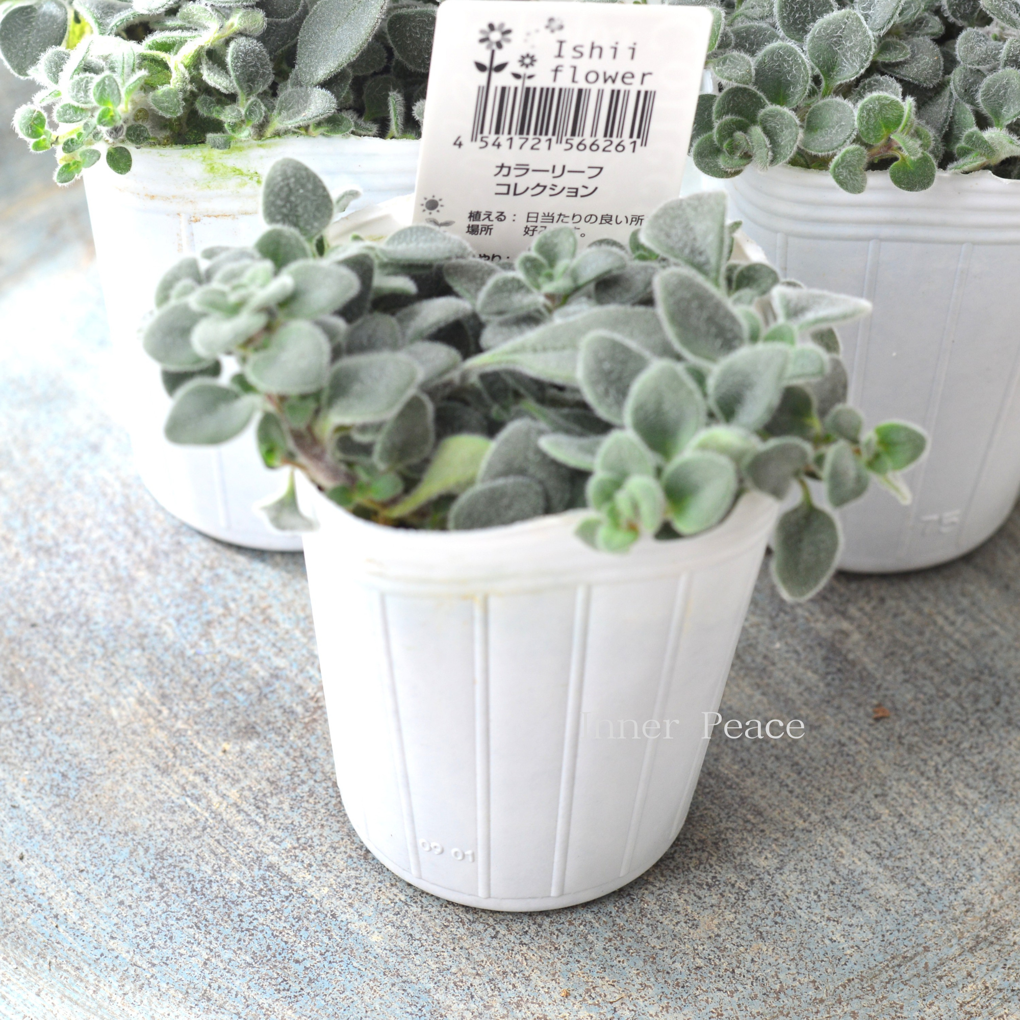 【シルバーリーフ】 キンギョソウ 『アールグレイ』 2.5寸POT