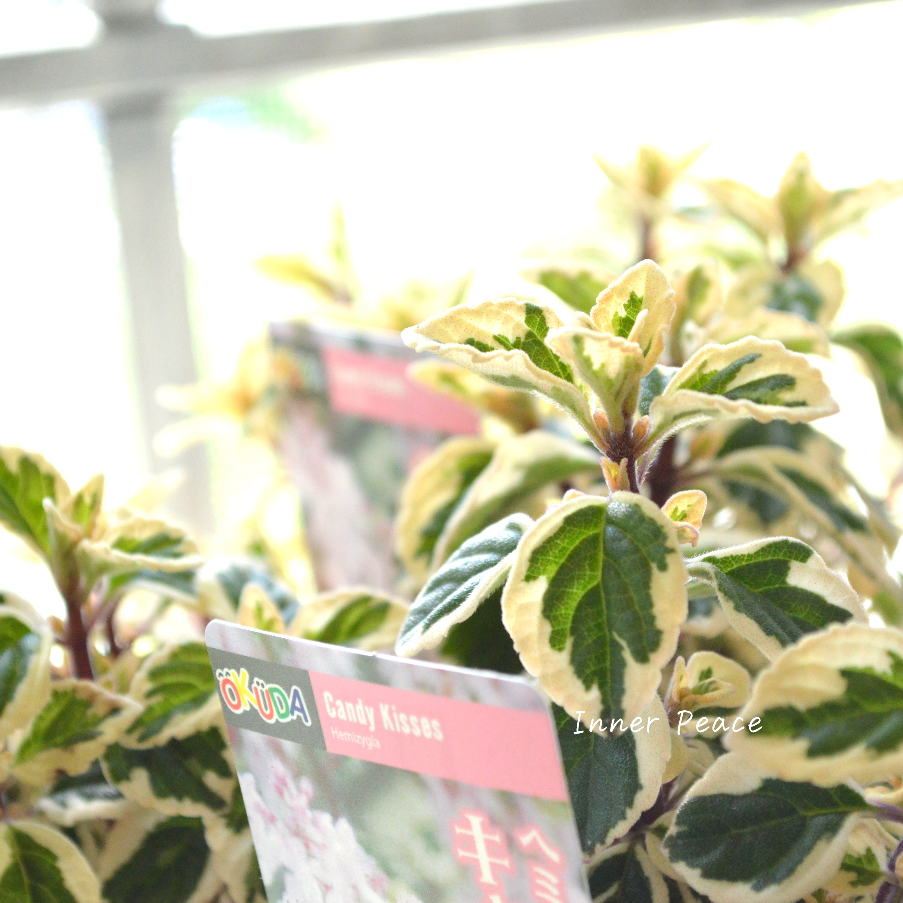 【斑入り】 ヘミジキア 『キャンディキッス』 3寸POT