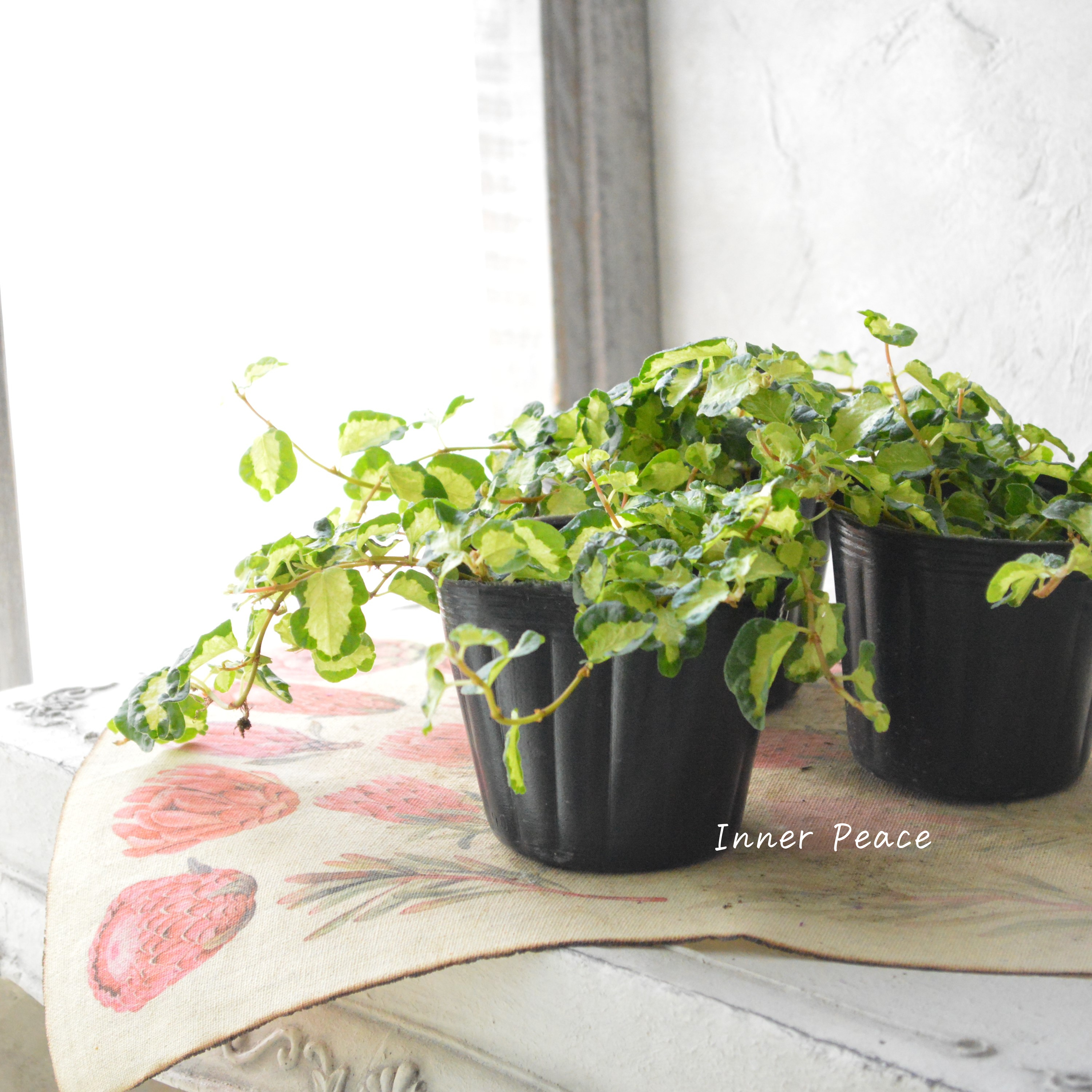 【斑入り】 フィカス プミラ 『月夜の光』 3寸POT