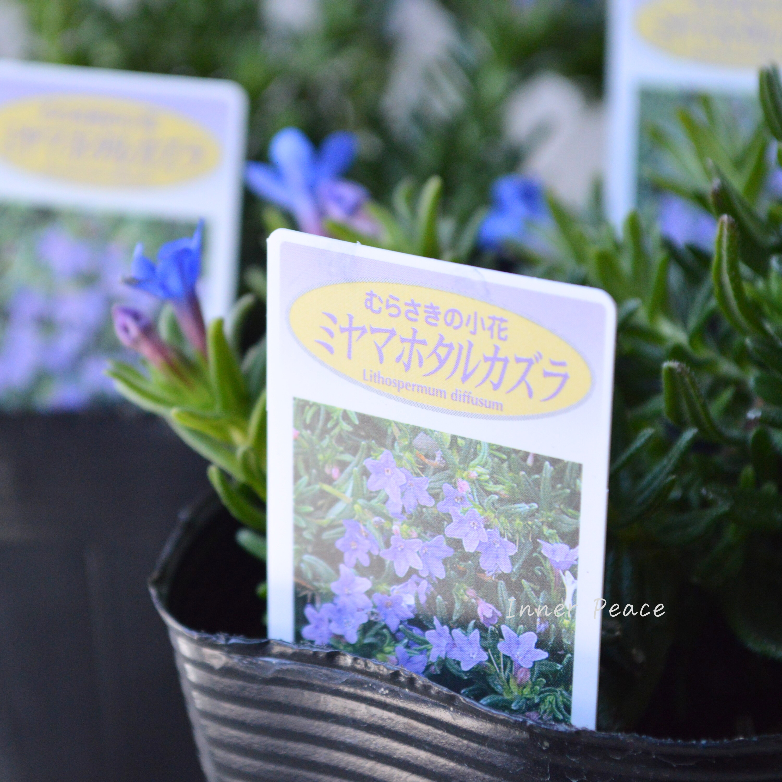 【美しい】 ミヤマホタルカズラ 『むらさき小花』 3.5寸POT
