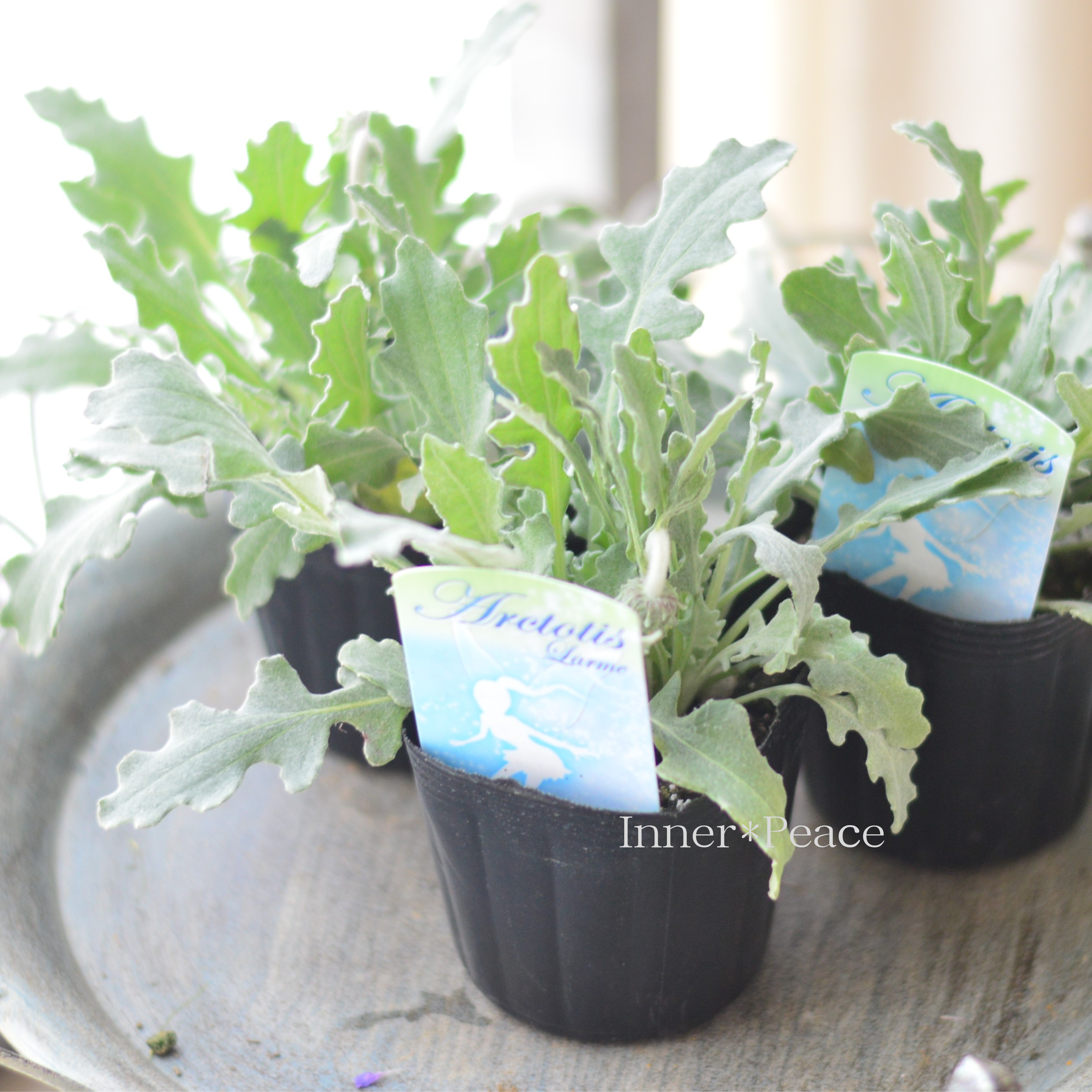 【かわいい】 アークトチス 『ラルム』 3寸POT