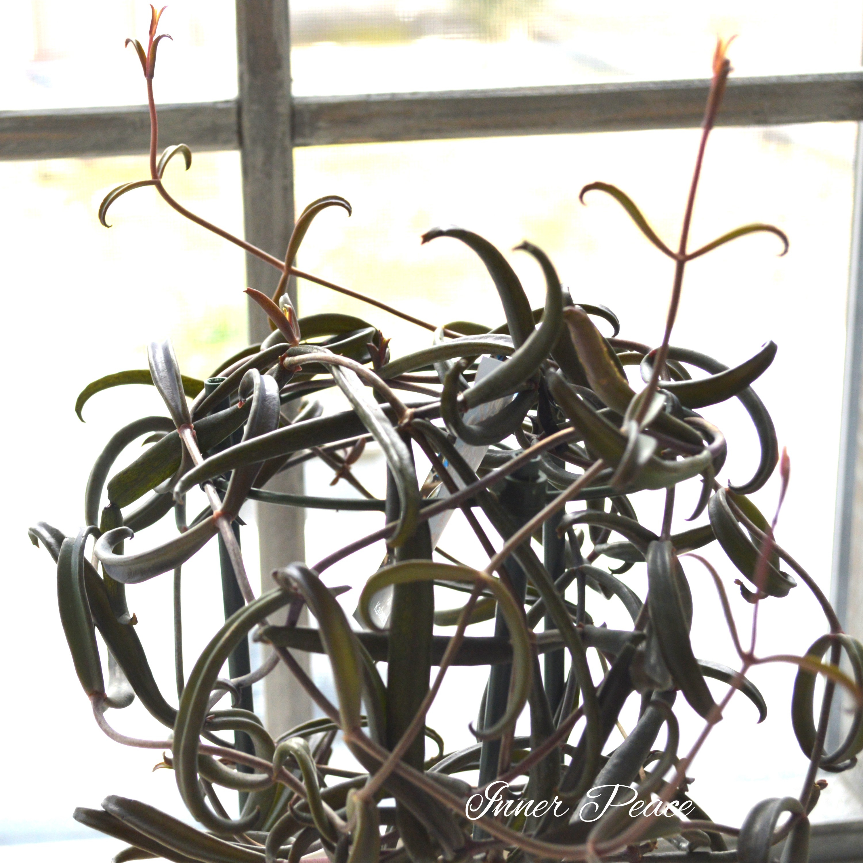 【希少】 カランコエ ボーベルディ『黒錦蝶~コクキンチョウ~』 5号鉢