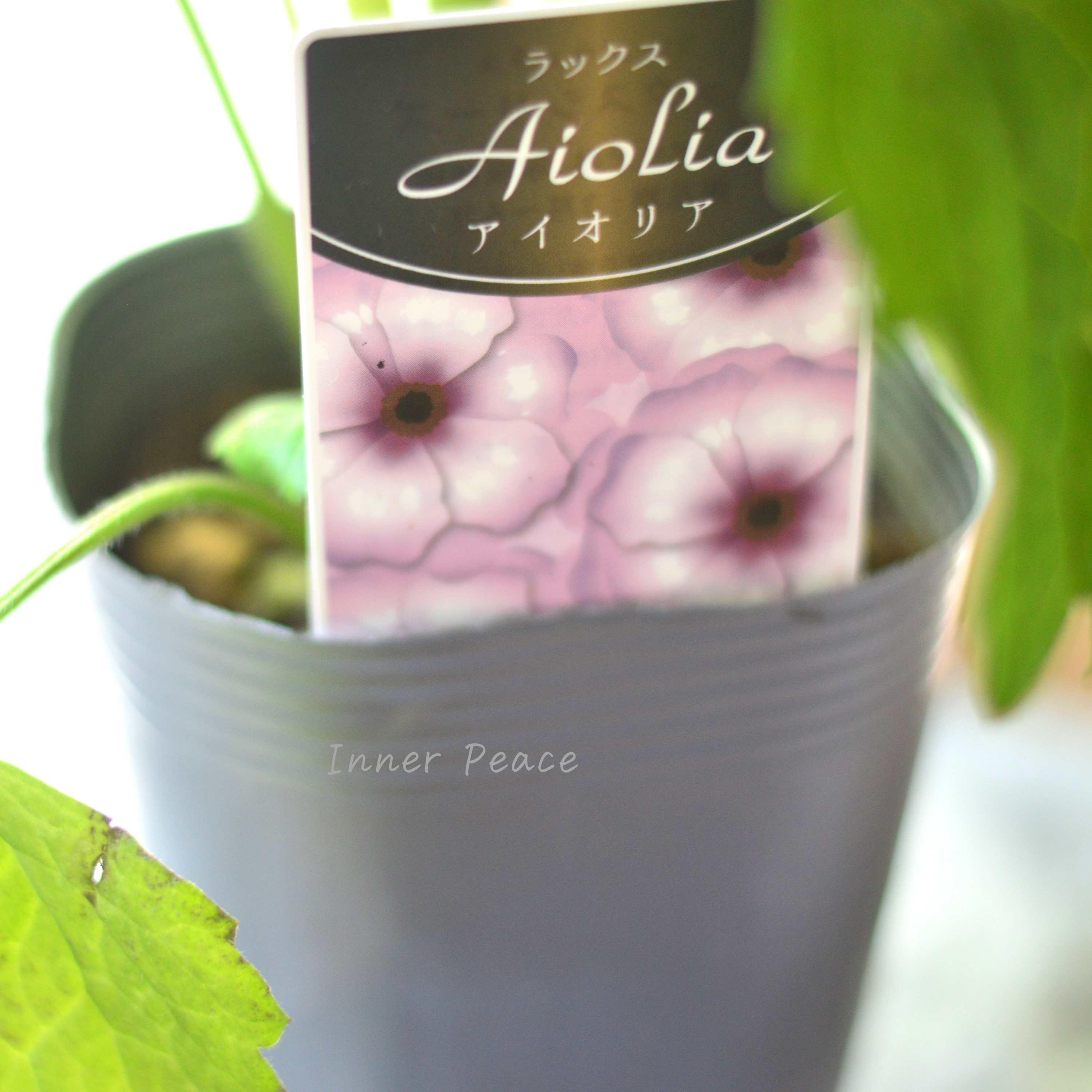 【美しい】 ラナンキュラス・ラックス 『アイオリア』 3.5寸POT