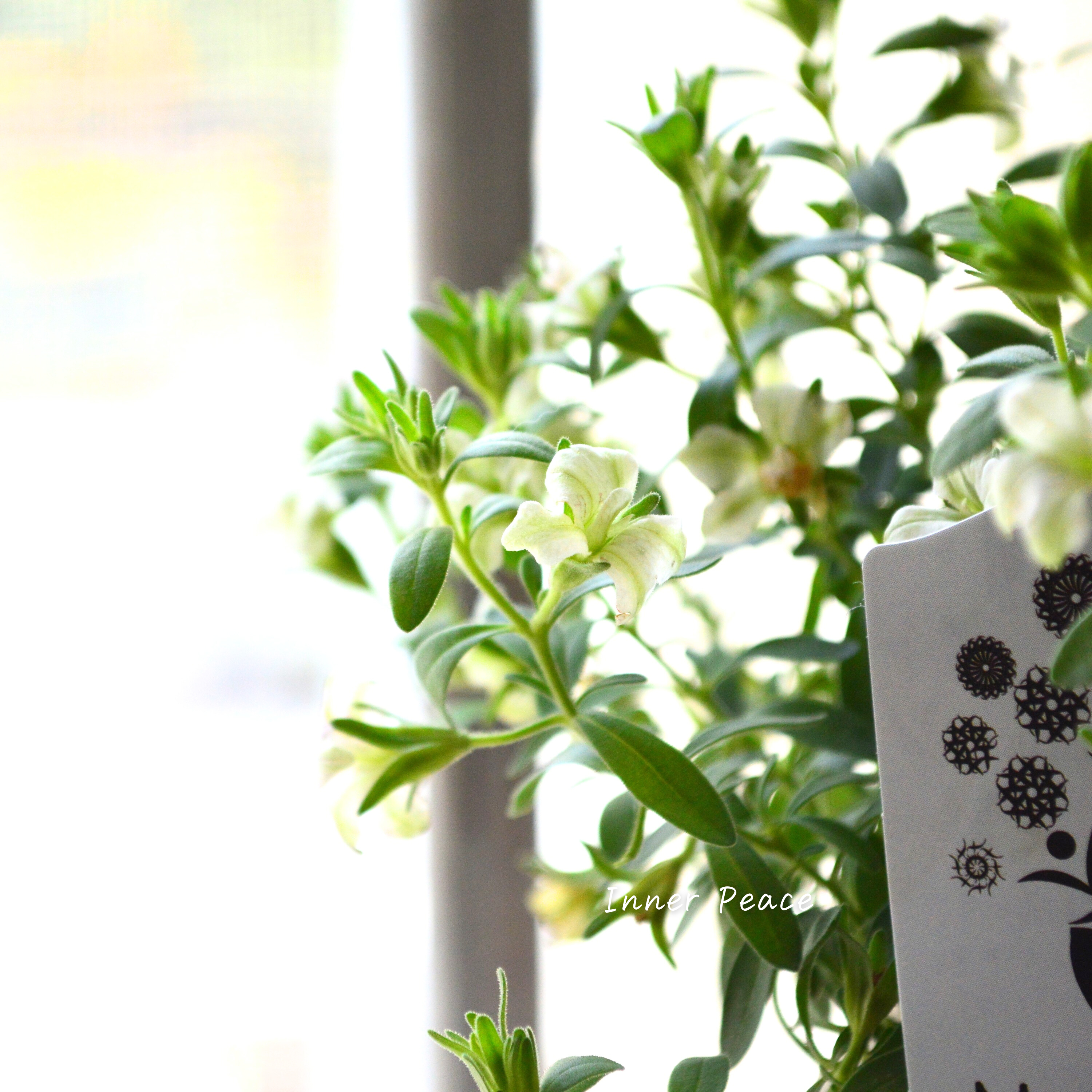 【ナラフラさん】 八重咲きカリブラコア 『グリーン』 3寸ロングPOT