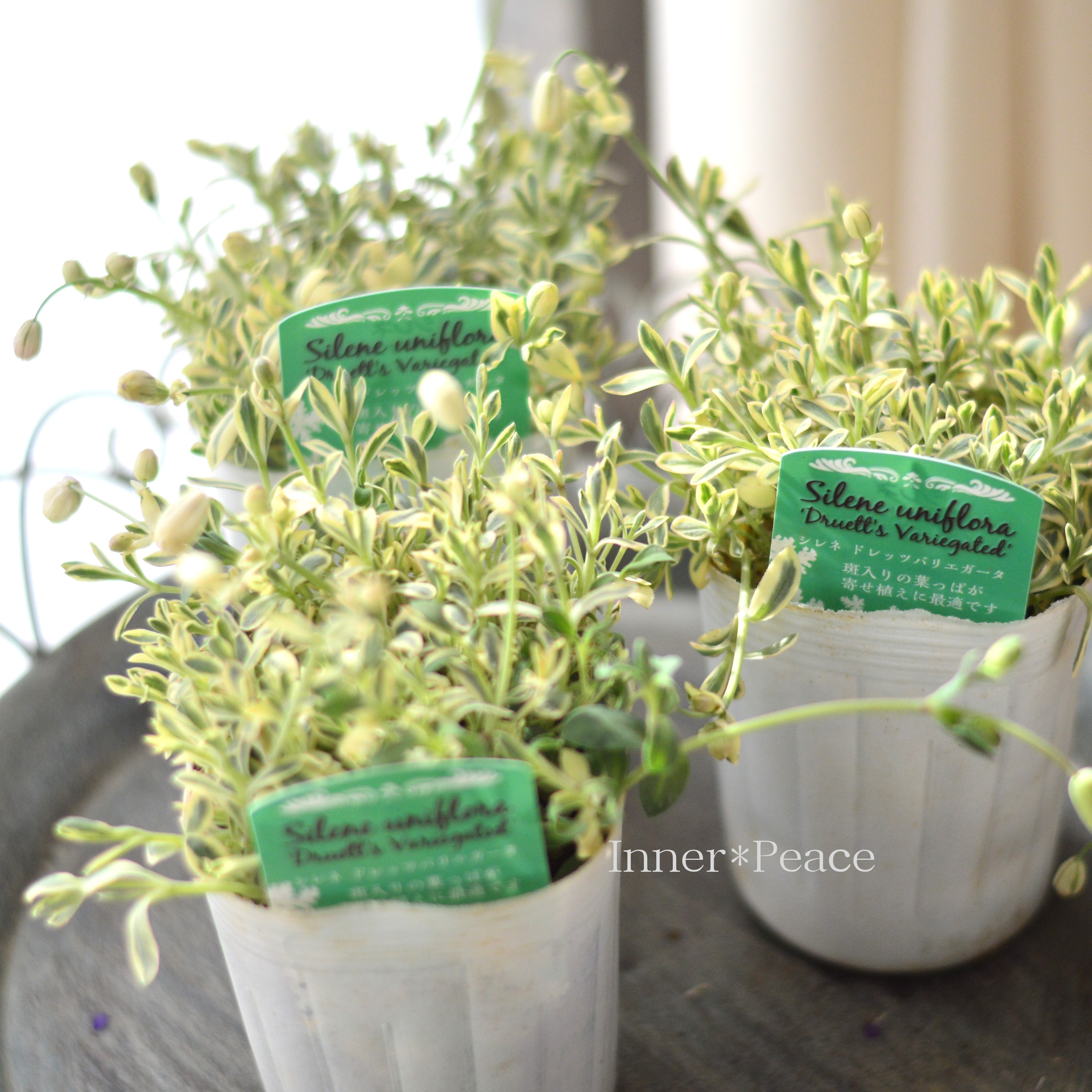 【かわいい】 シレネ 『ユニフローラ・ドレッツバリエガータ』 3寸ロングPOT