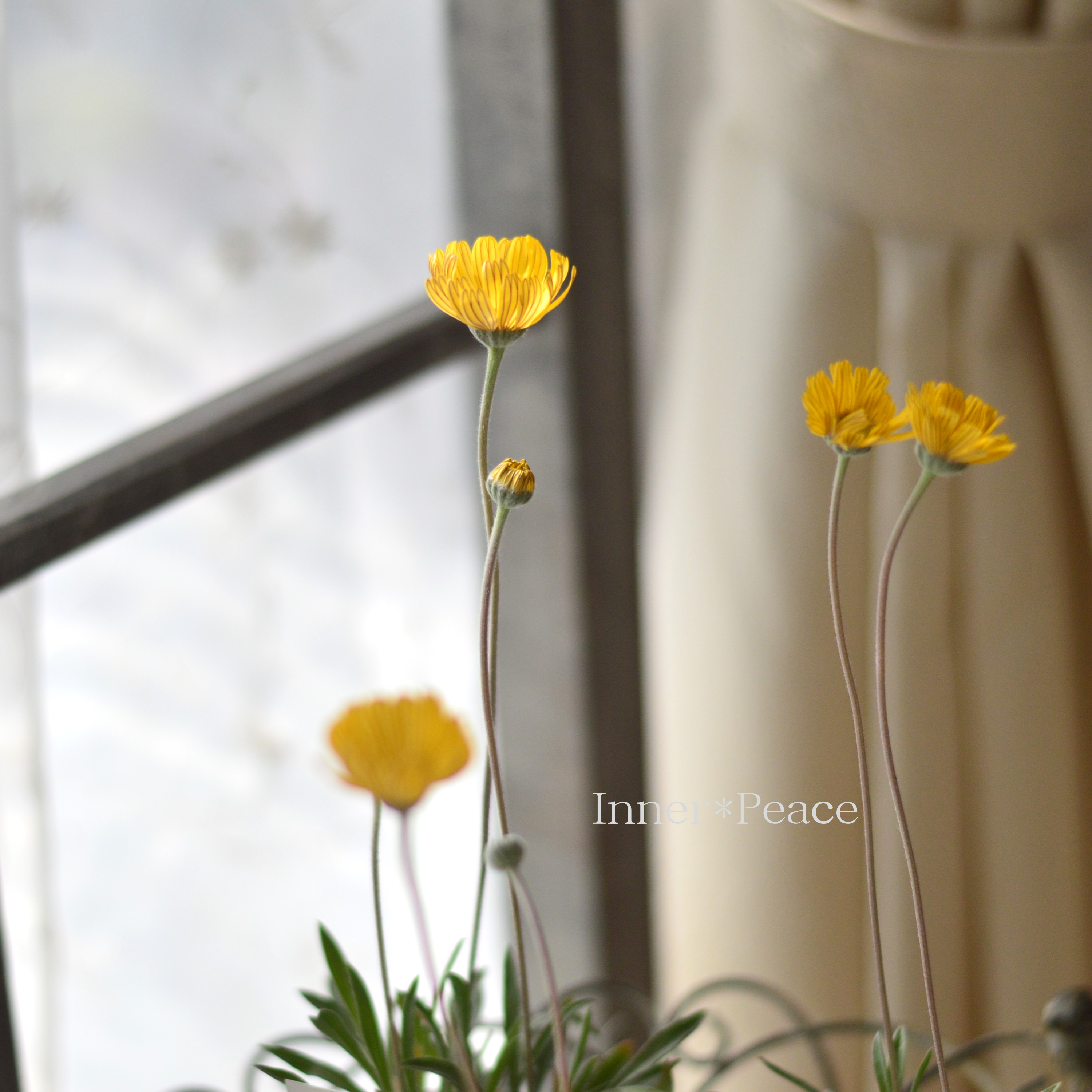 【開花期が長い】 ヒメノキシス 『イエローファンタジー』 3寸POT