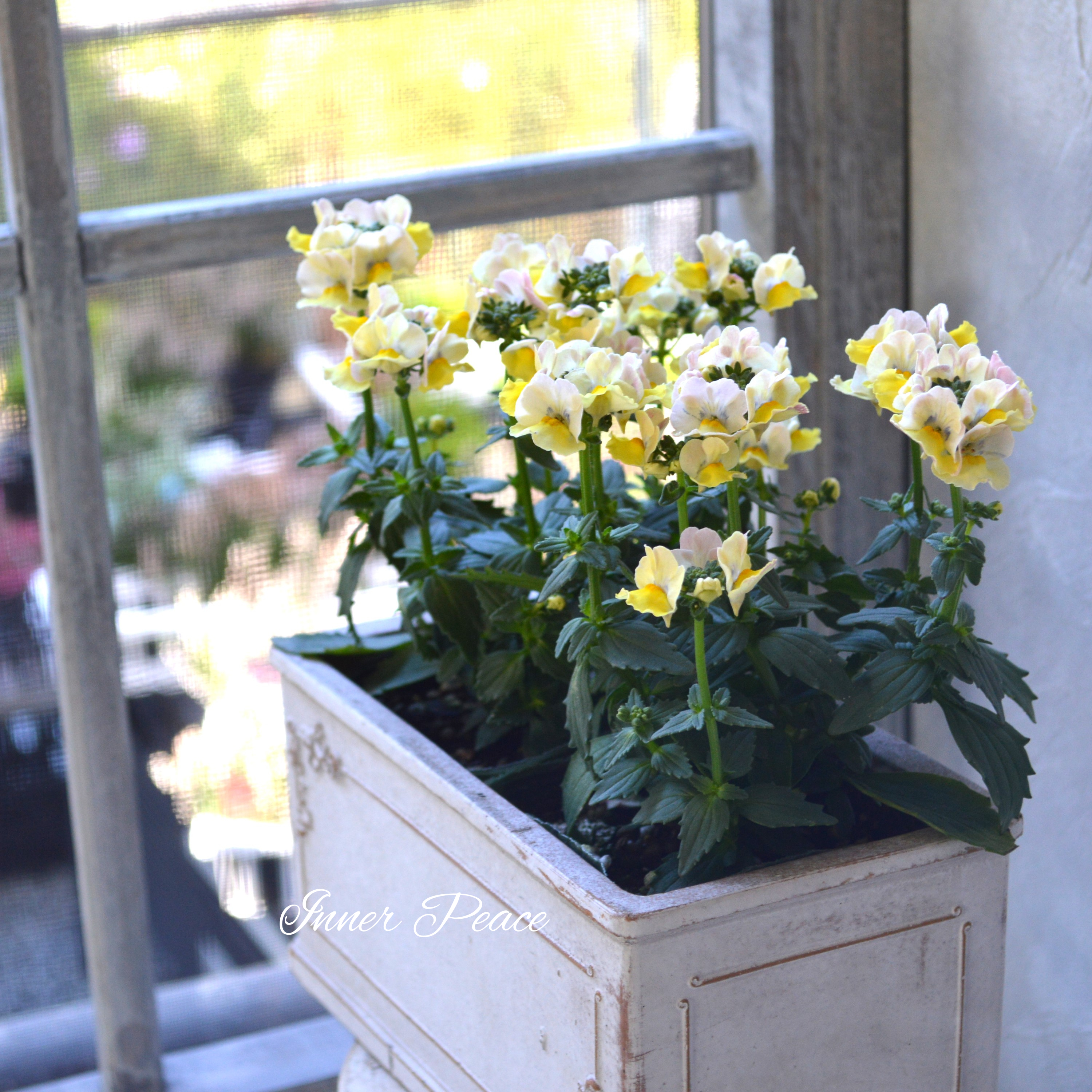 【ゲブラさん】 ネメシア・メーテル 『ターメリック』 3.5寸POT