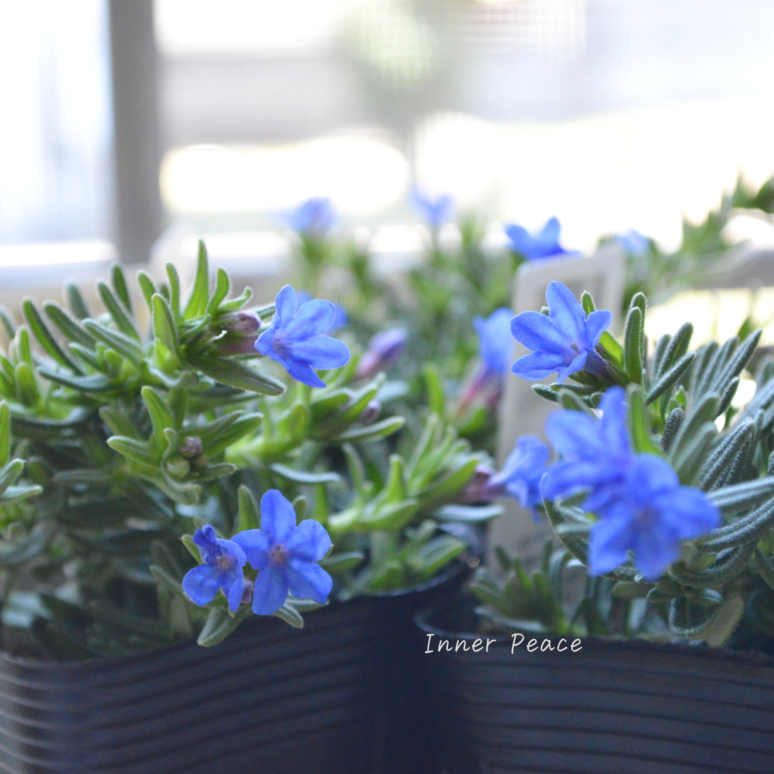 【美しい】 ミヤマホタルカズラ 『むらさき小花』 3.5寸POT