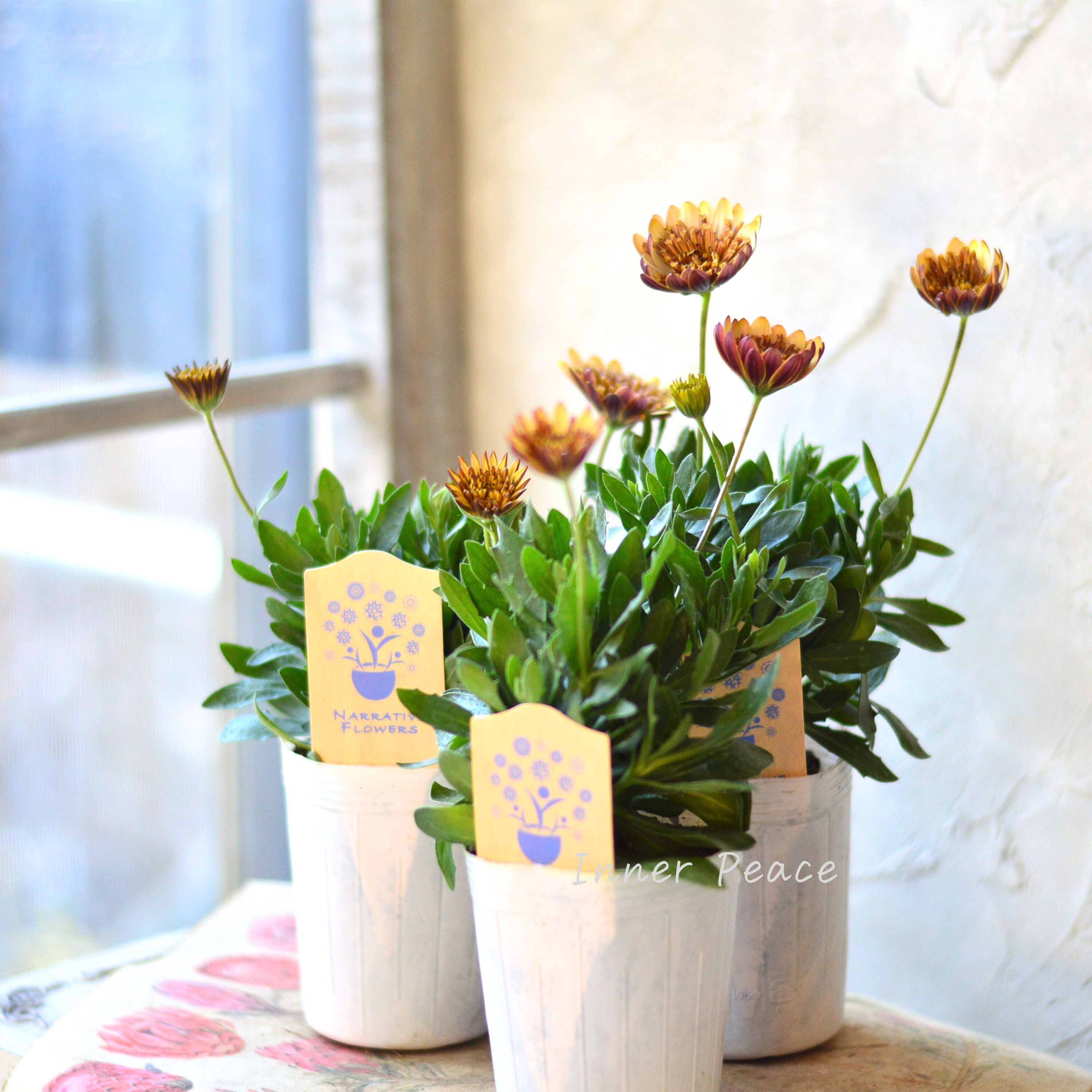 【希少】 ナラフラさんのオステオスペルマム 『モカラテ』 3寸ロングPOT