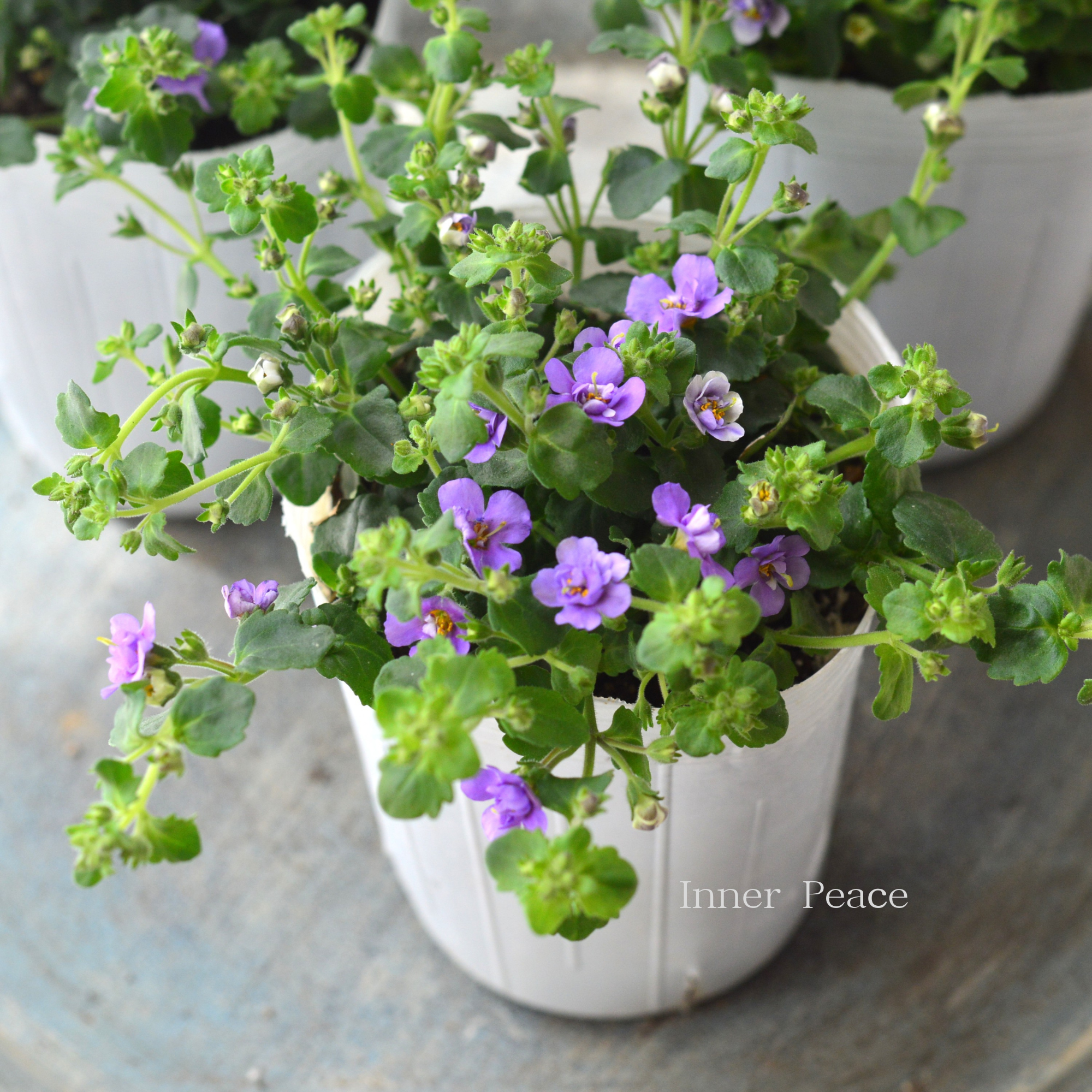 【2本植え】 バコパ 『スコピア ダブル・インディゴ』 3寸ロングPOT