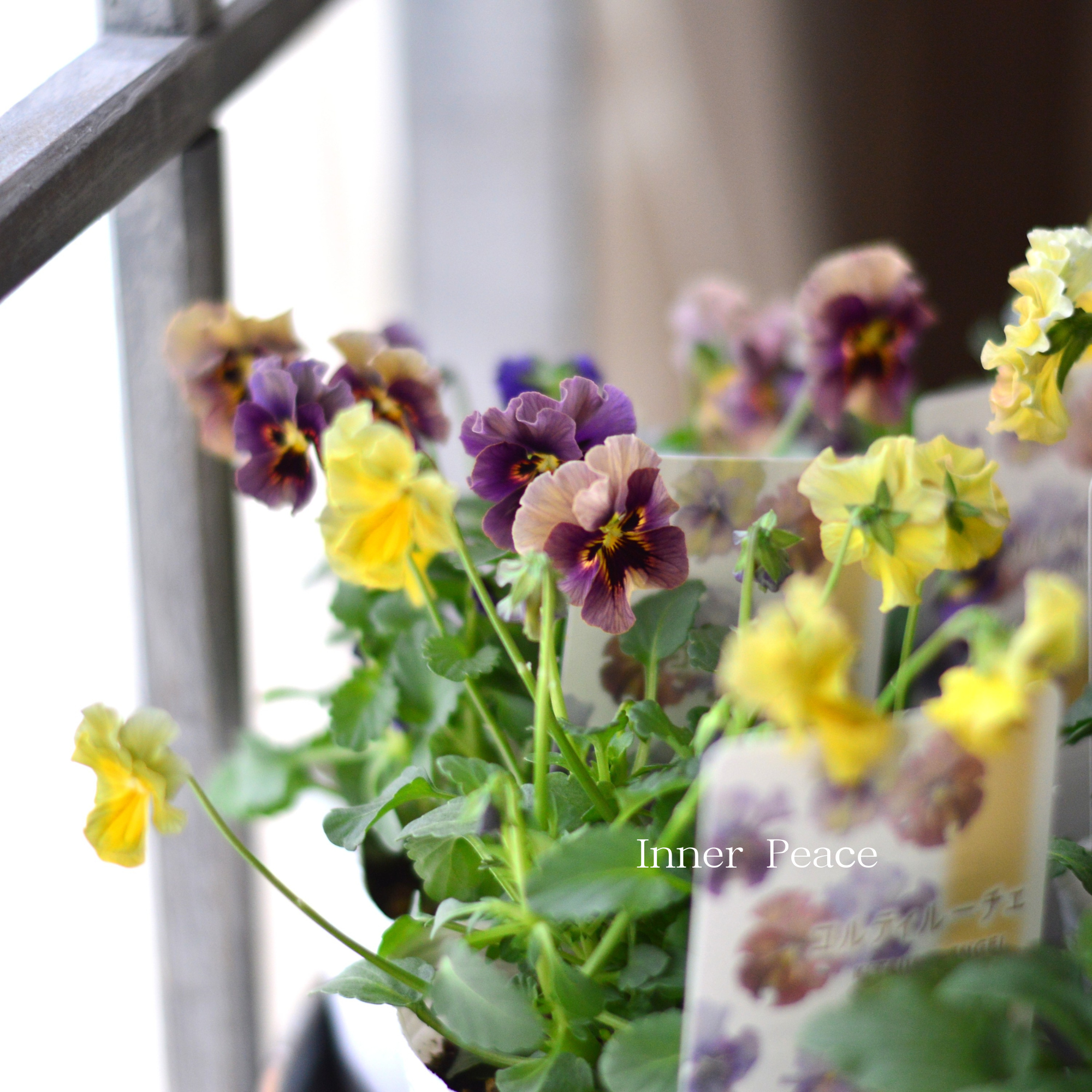 【ステキ】 北島園芸さんのビオラ 『コルティルーチェ』 3.5寸POT