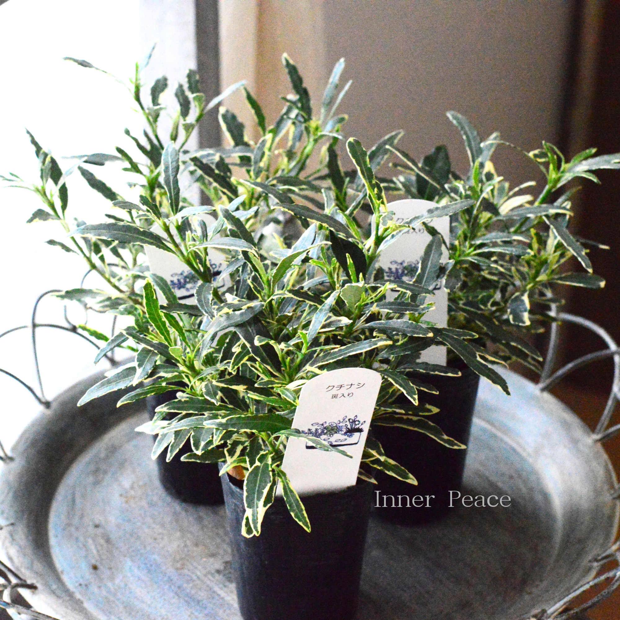 【斑入り】 クチナシ 3寸POT