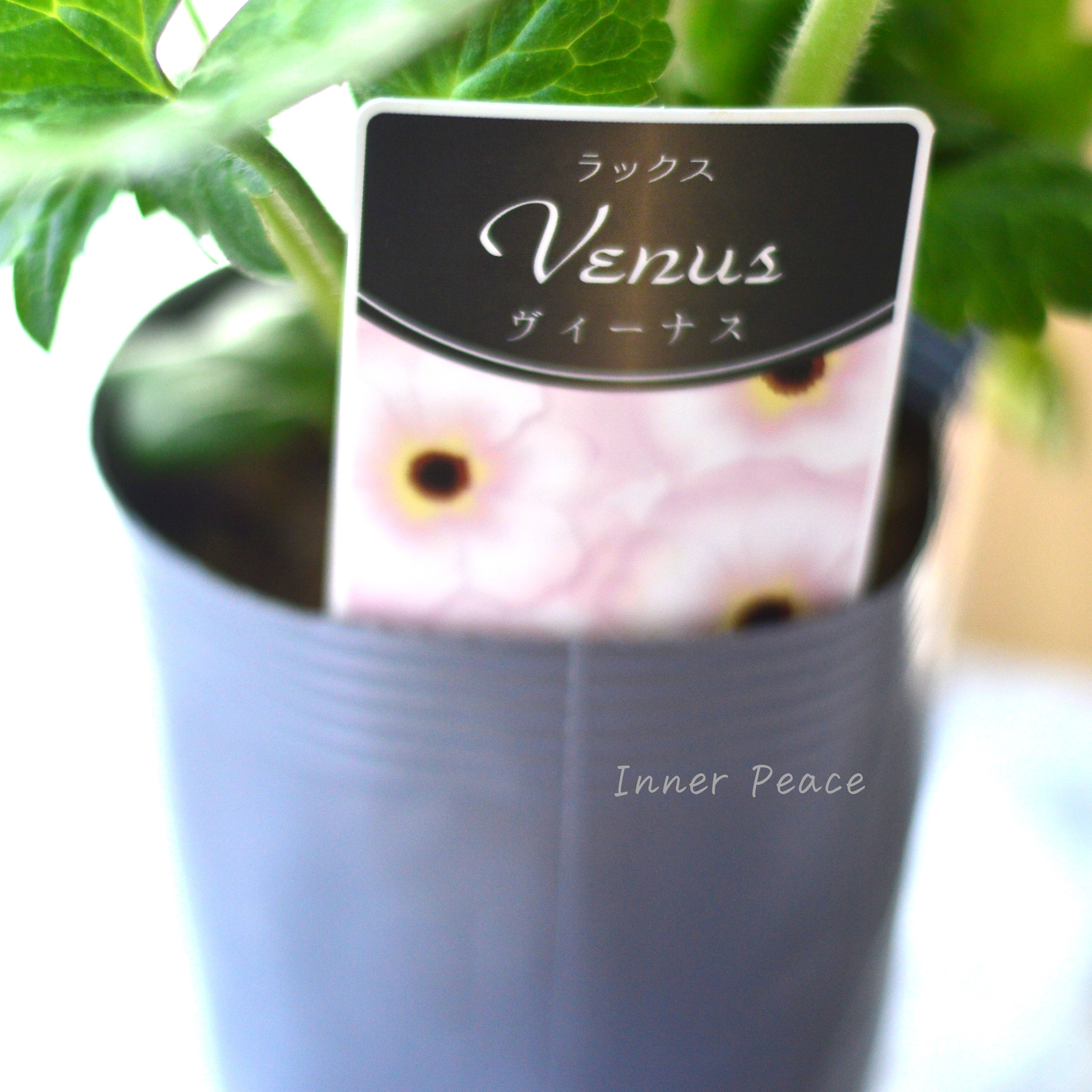 【美しい】 ラナンキュラス・ラックス 『ヴィーナス』 4寸POT