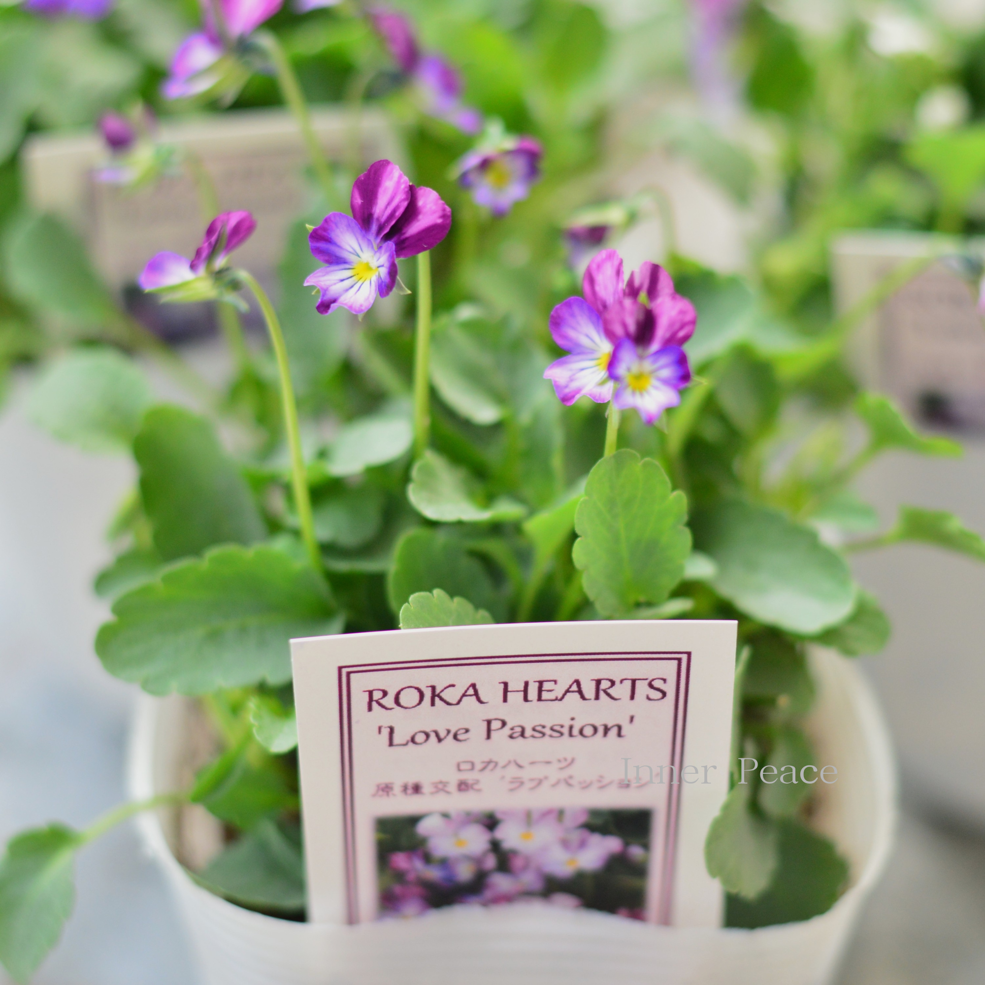 【美しい】 ビオラ ロカハーツ 『ラブパッション』 3.5寸POT