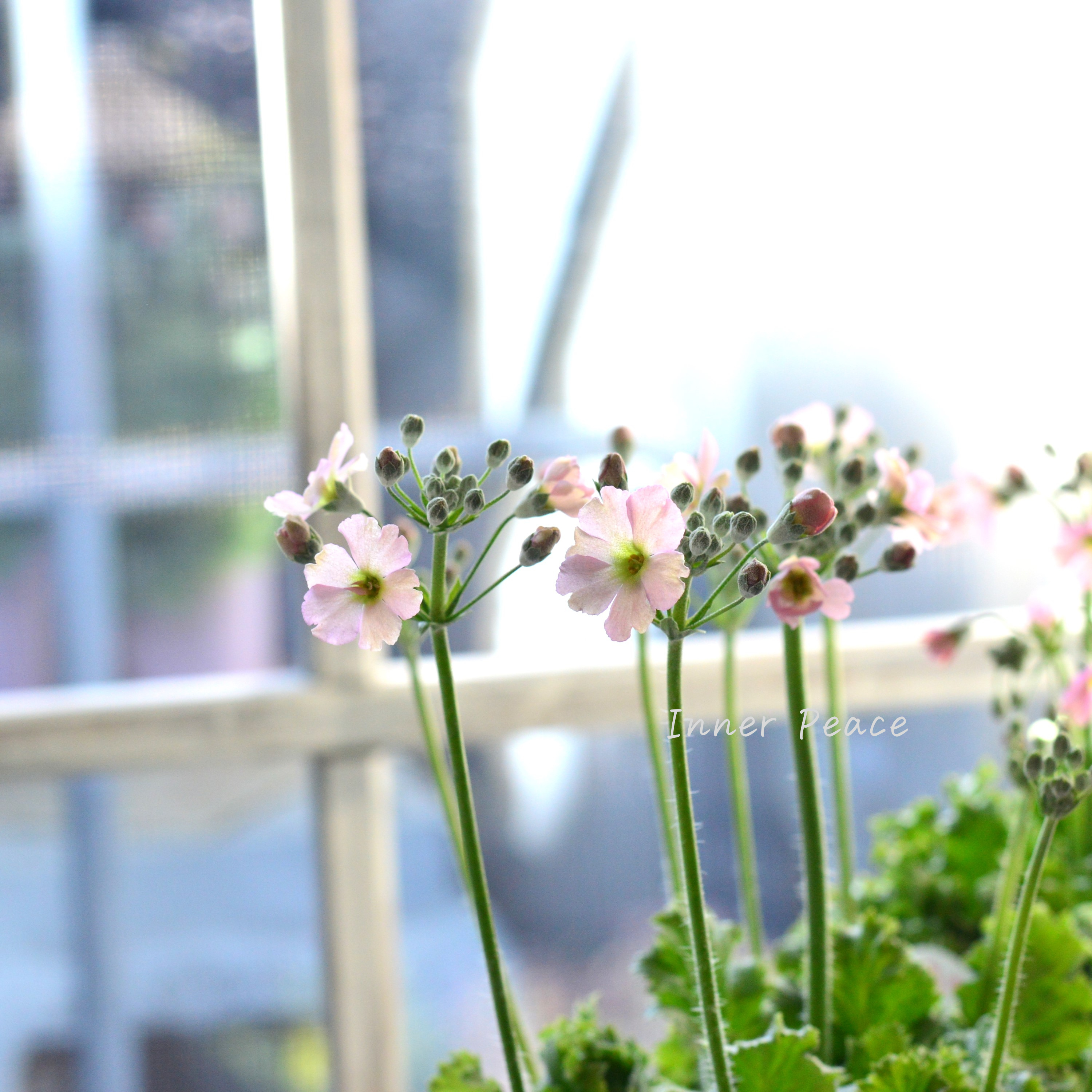 【k-plantsさん】 プリムラ マラコイデス 『アンティークピンク』 2.5寸ロングポット