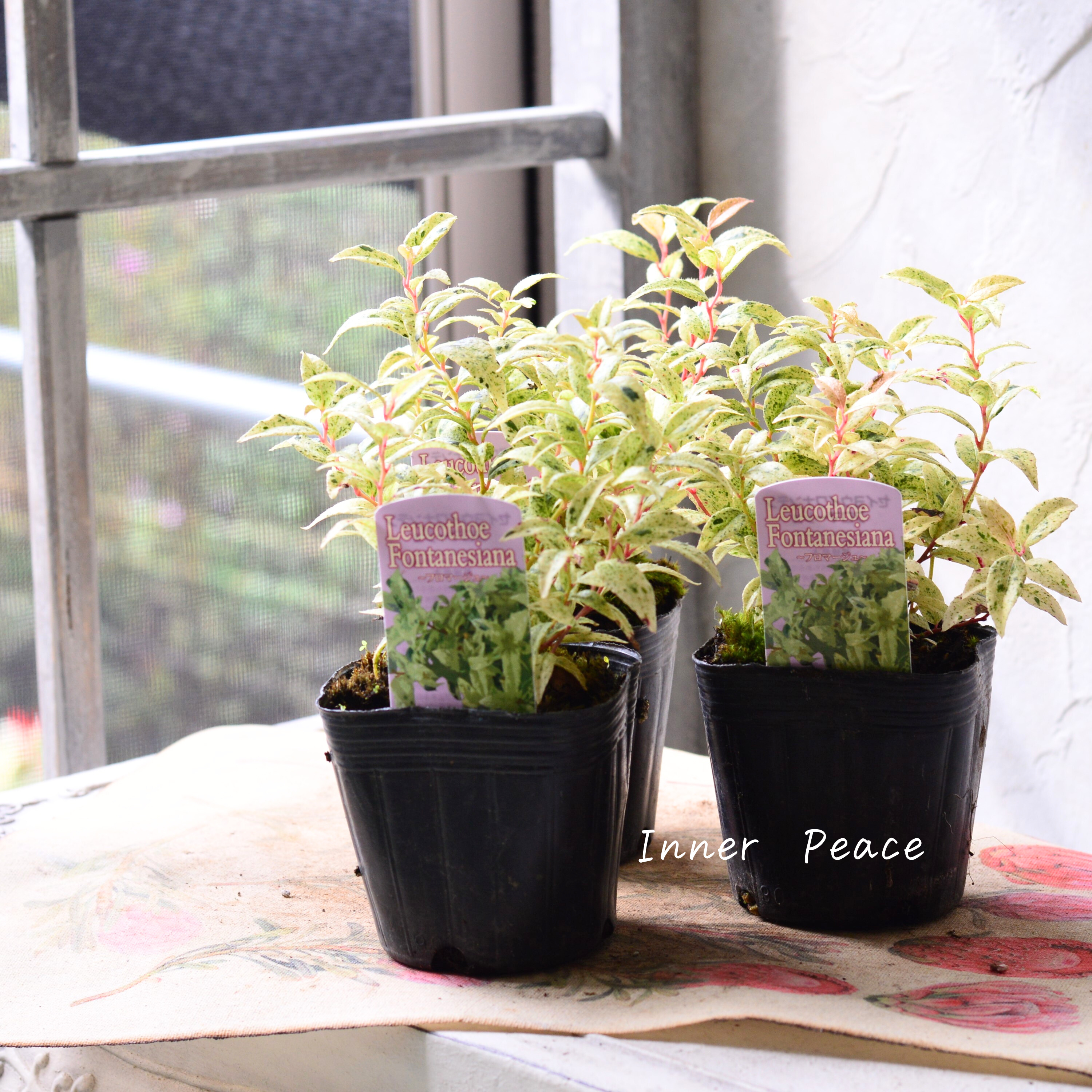 【斑入り】 ルコテー(西洋イワナンテン) 『フロマージュ』 3寸POT