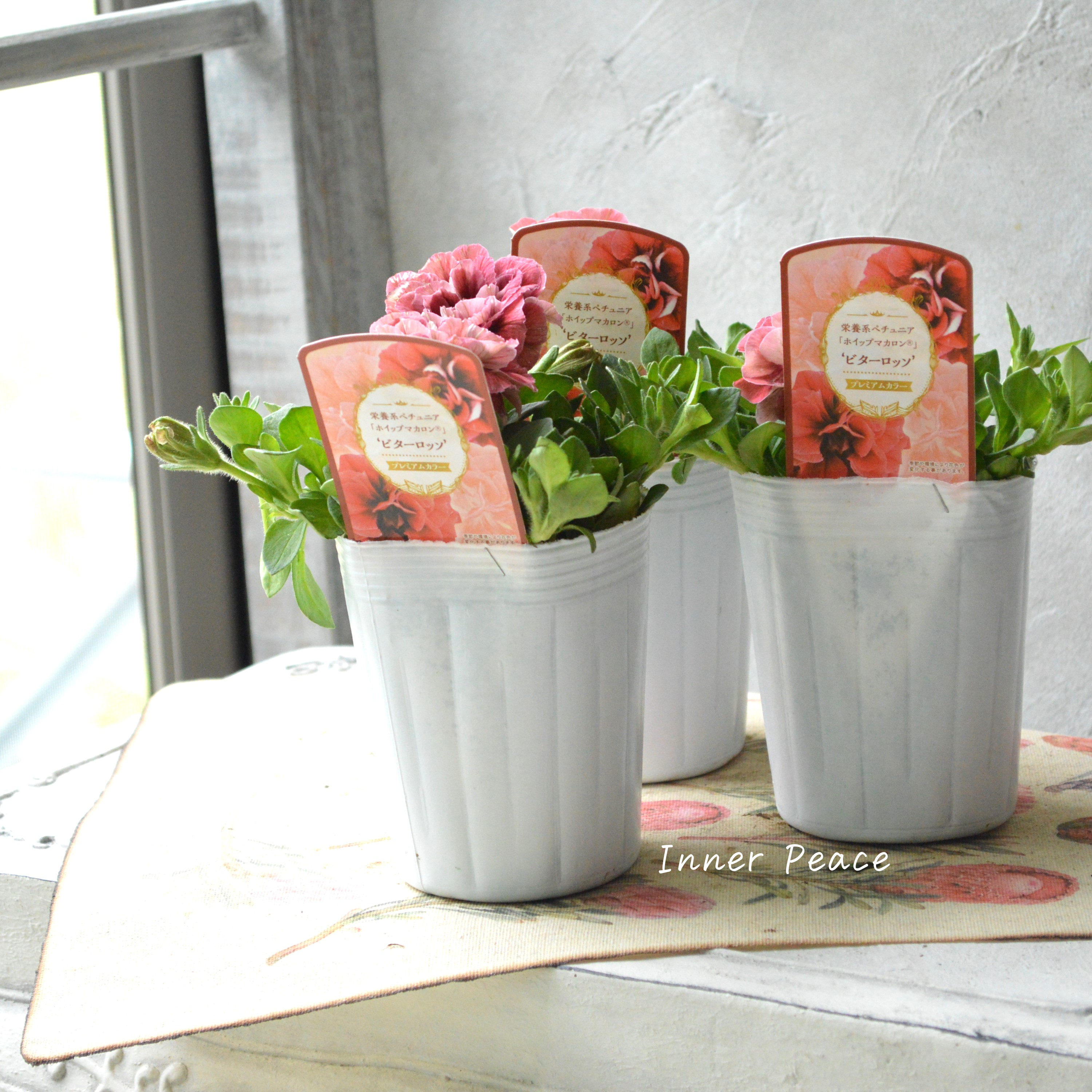 【花日和さんオリジナル】 ペチュニア 『ホイップマカロン・ビターロッソ』 3寸ロングPOT