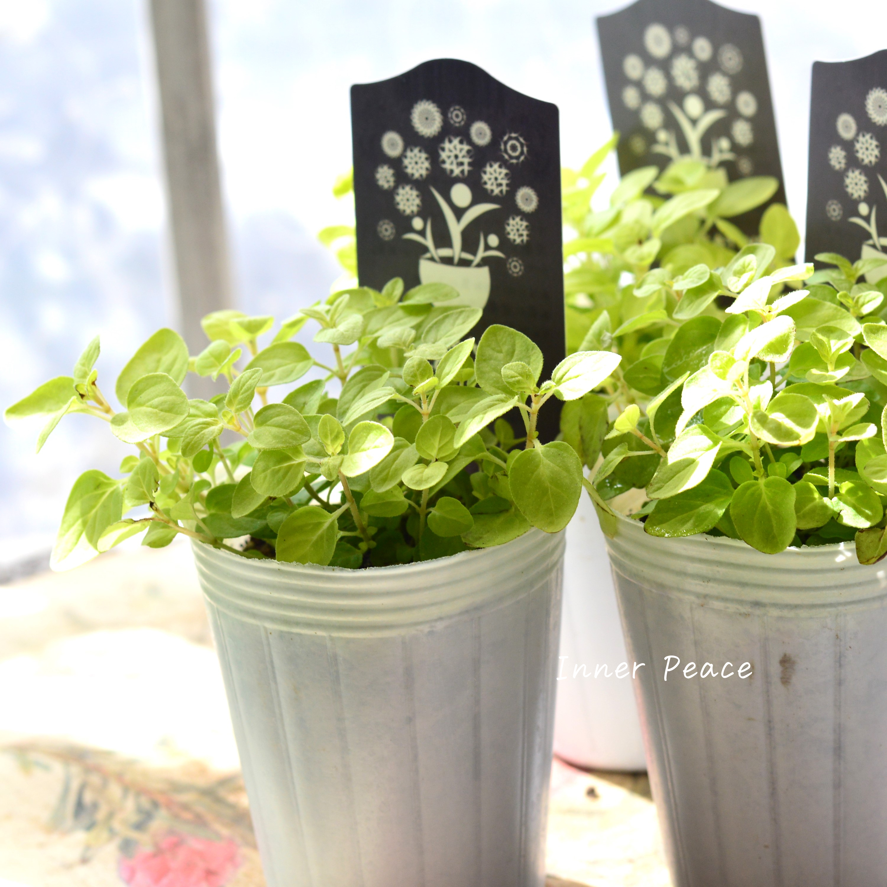 【ナラフラさん】 オレガノ 『ノートンズゴールド』 3寸POT