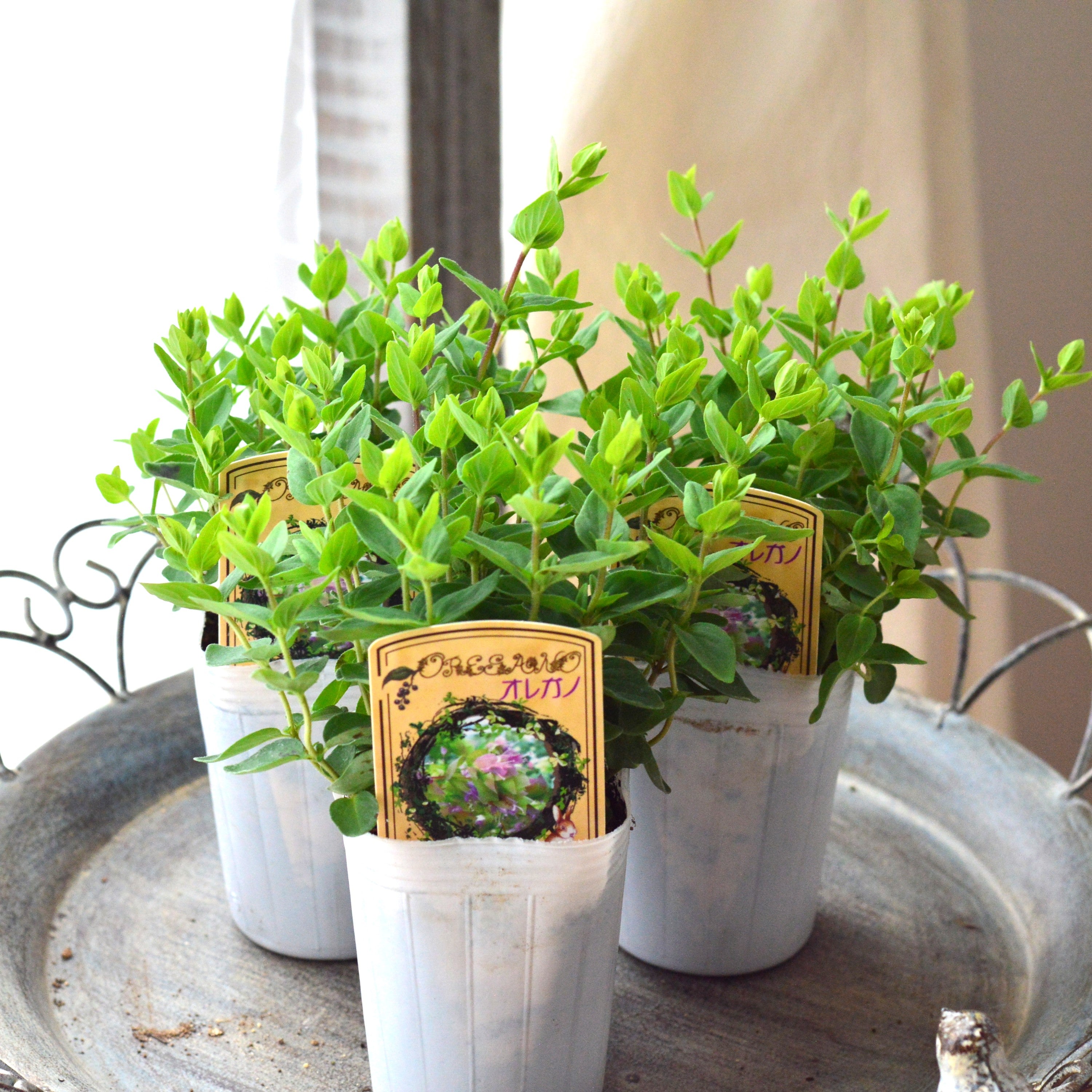 【人気】 オレガノ 『プルケルム』 2.5~3寸POT