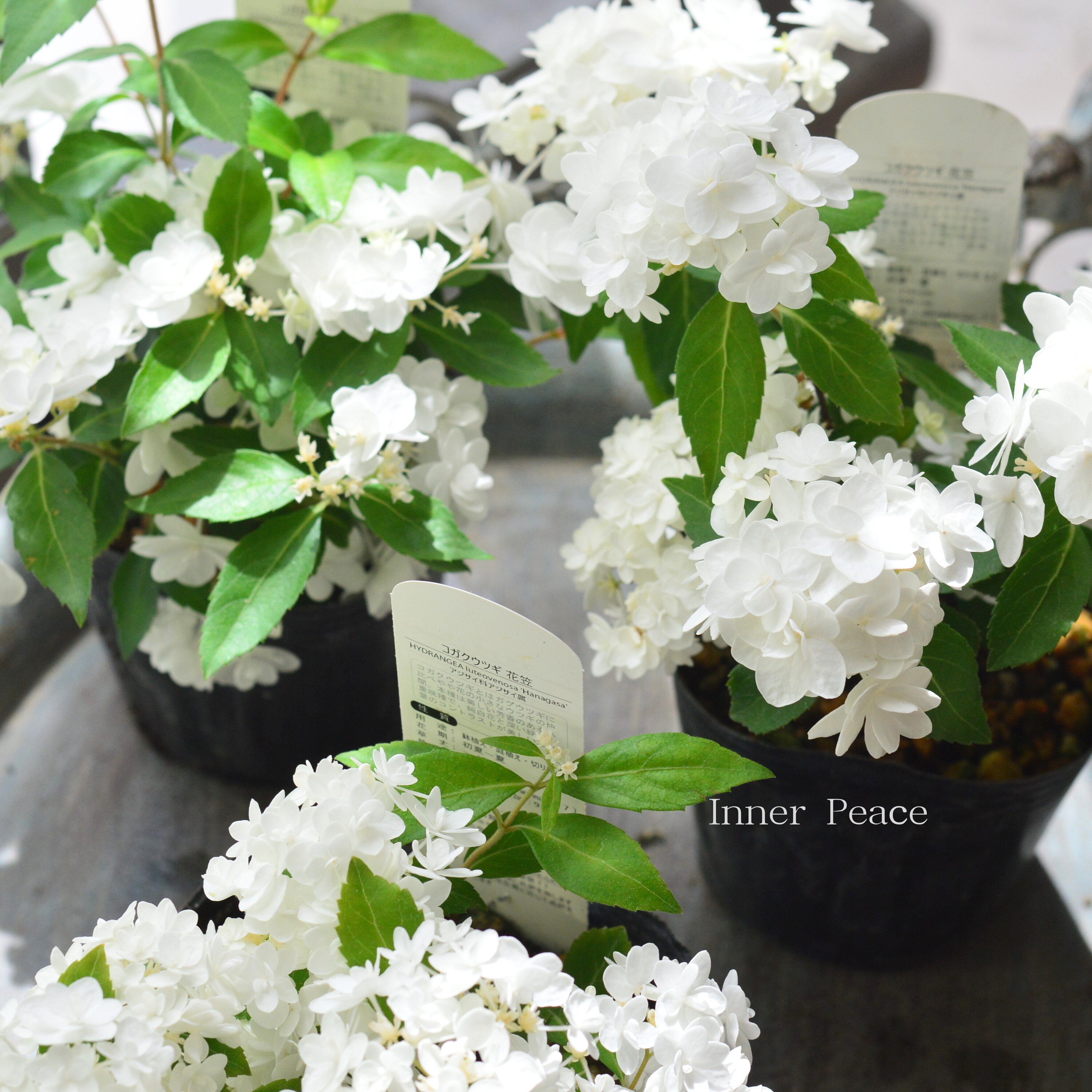【美しい】山紫陽花 コガクウツギ 『花笠』 3寸POT