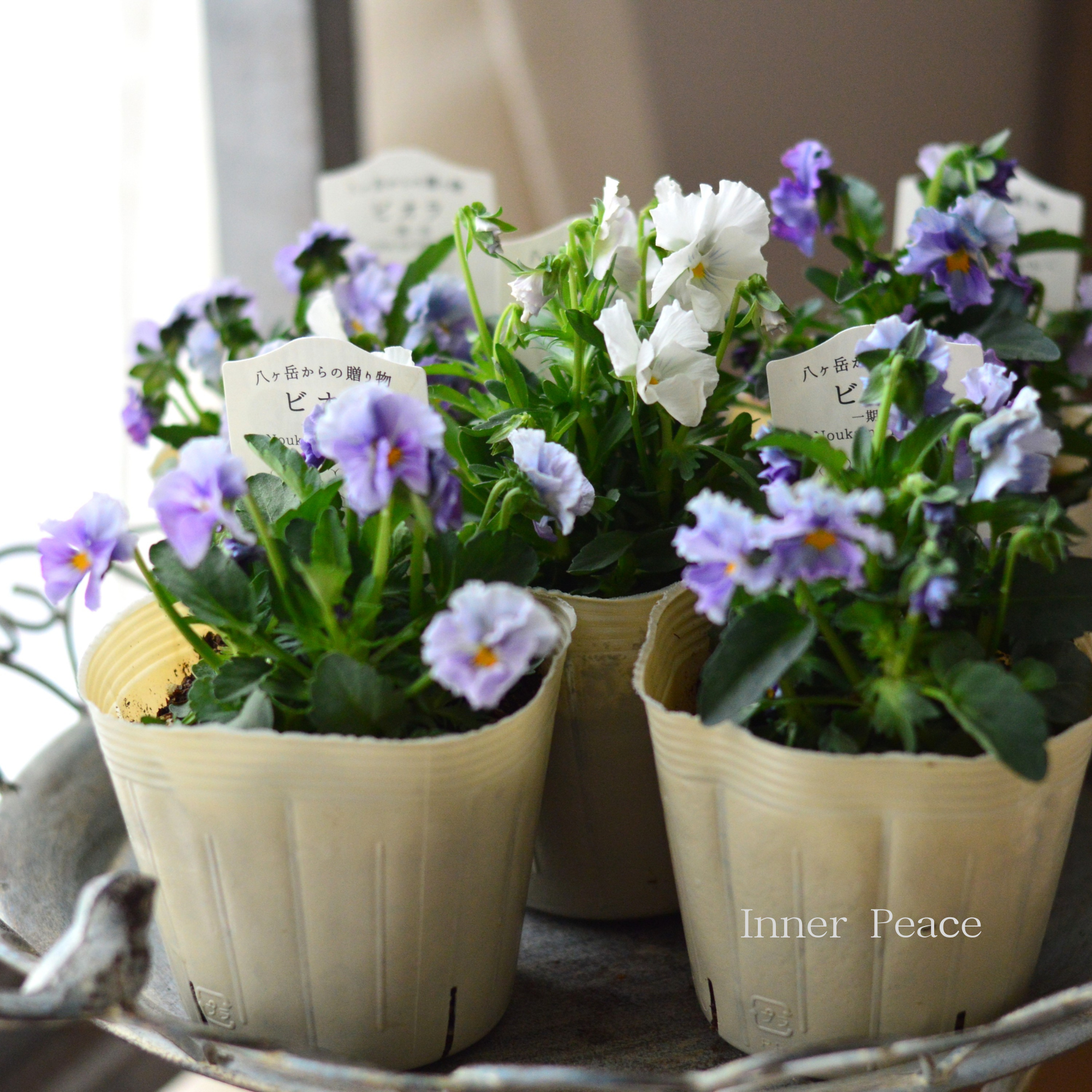【VEGIHANA FARMさん】 ビオラ 『一期一会・Nouka no Kimochi』 3.5寸POT
