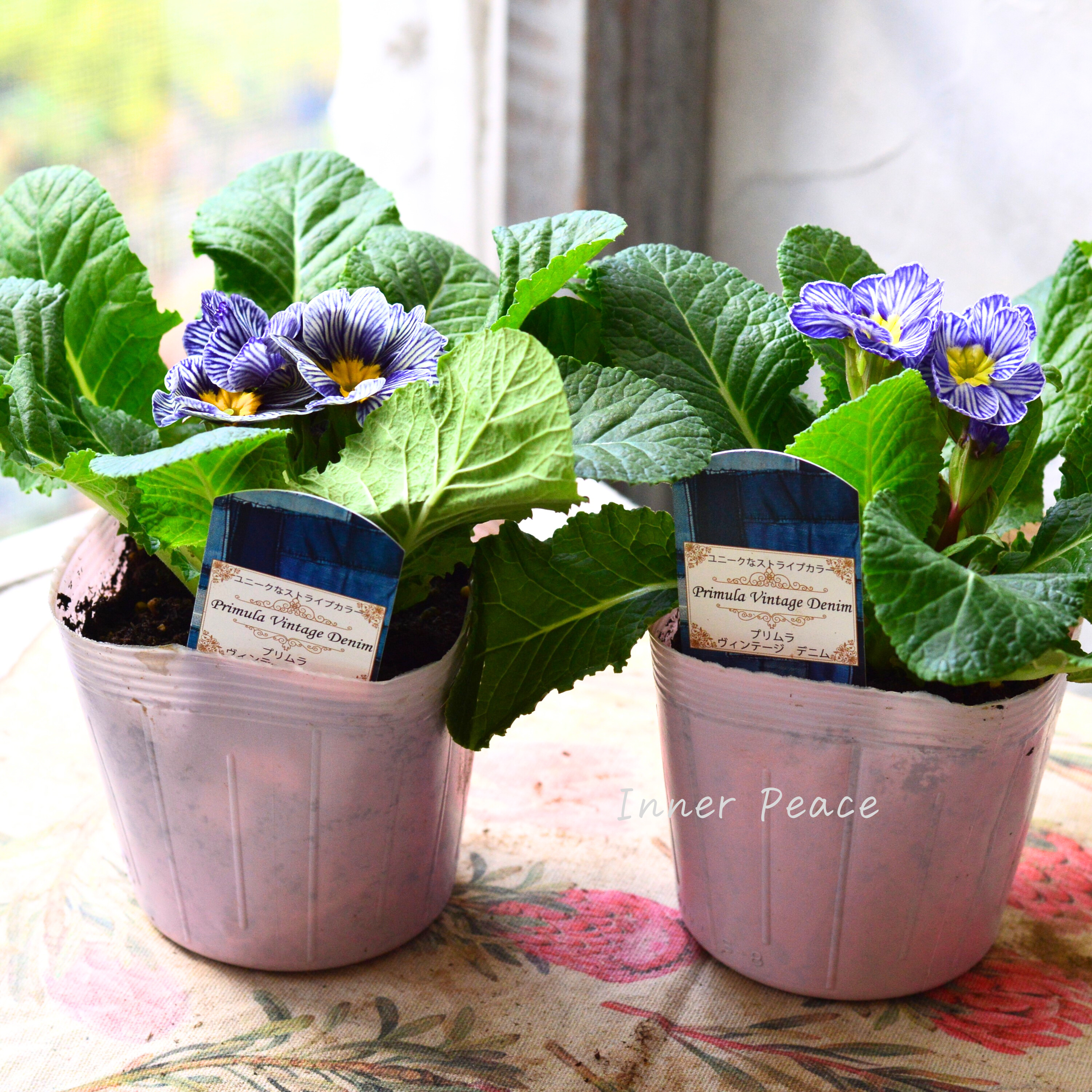 【個性的】 プリムラ 『ヴィンテージデニム』 3寸POT