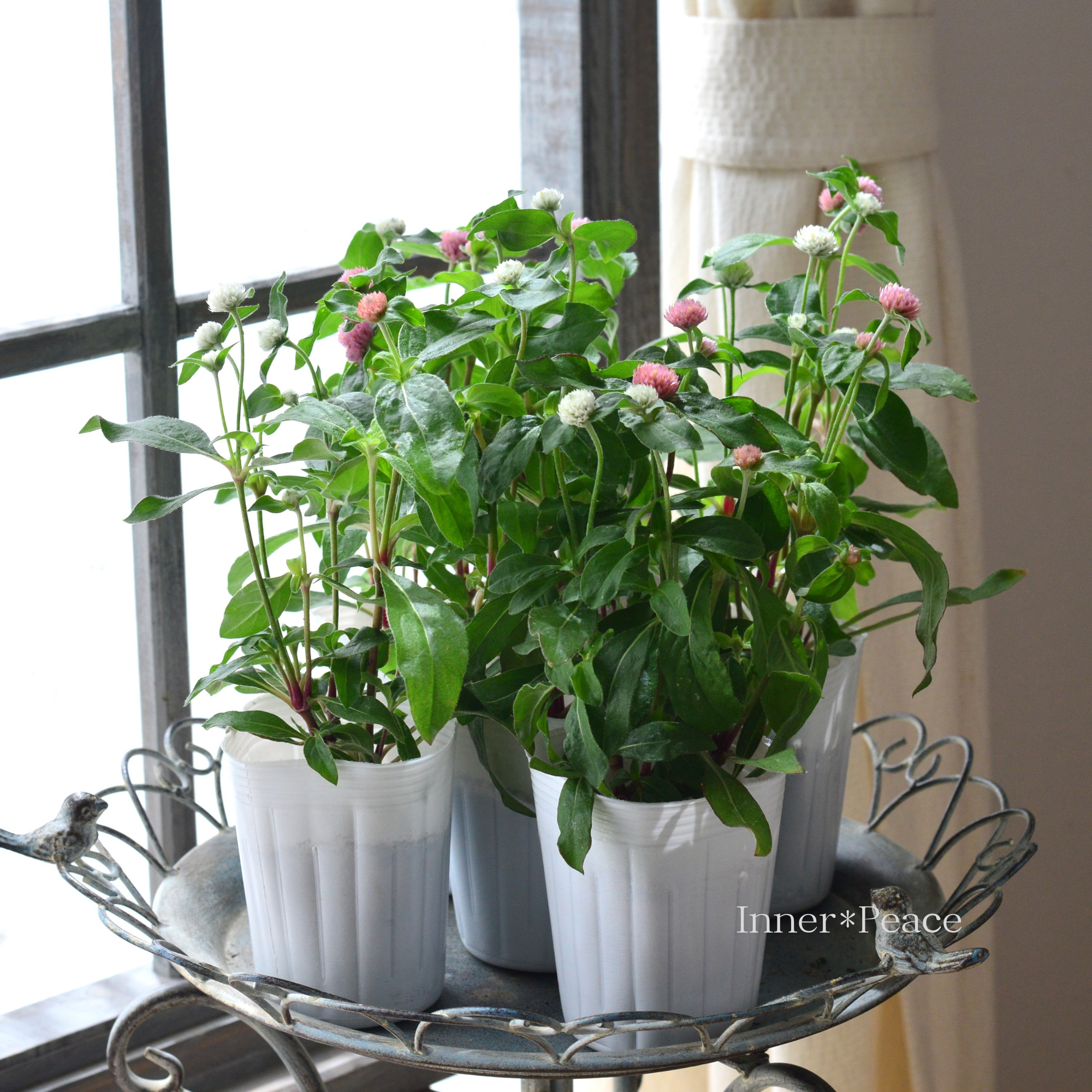 【かわいい】 千日紅 『ラスベガス・2色植え』 3寸ロングPOT