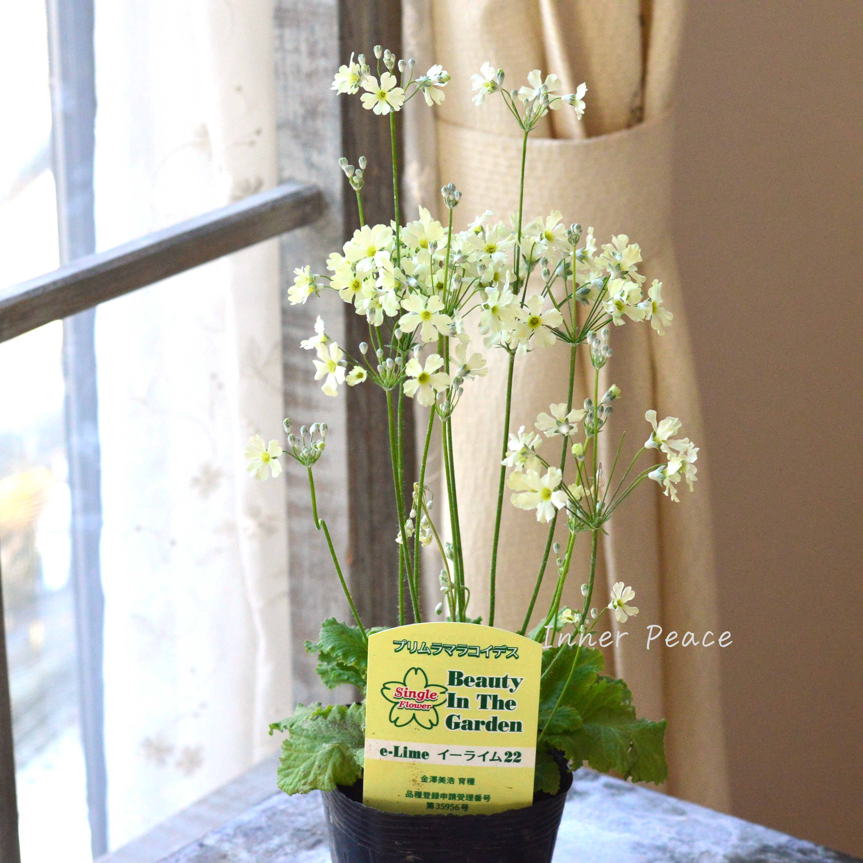 【可憐】 プリムラ マラコイデス 『イーライム22』 3.5寸POT