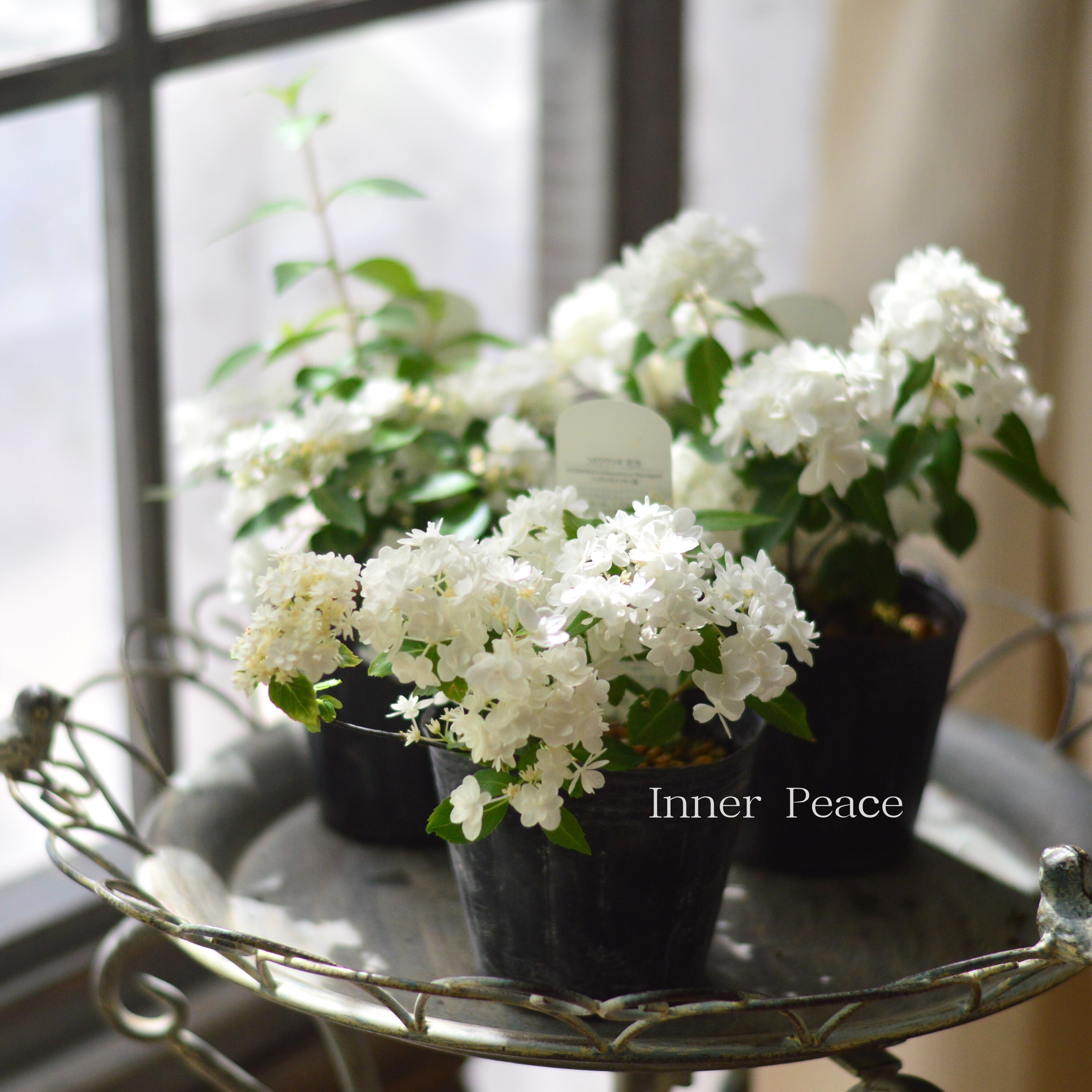 【美しい】山紫陽花 コガクウツギ 『花笠』 3寸POT