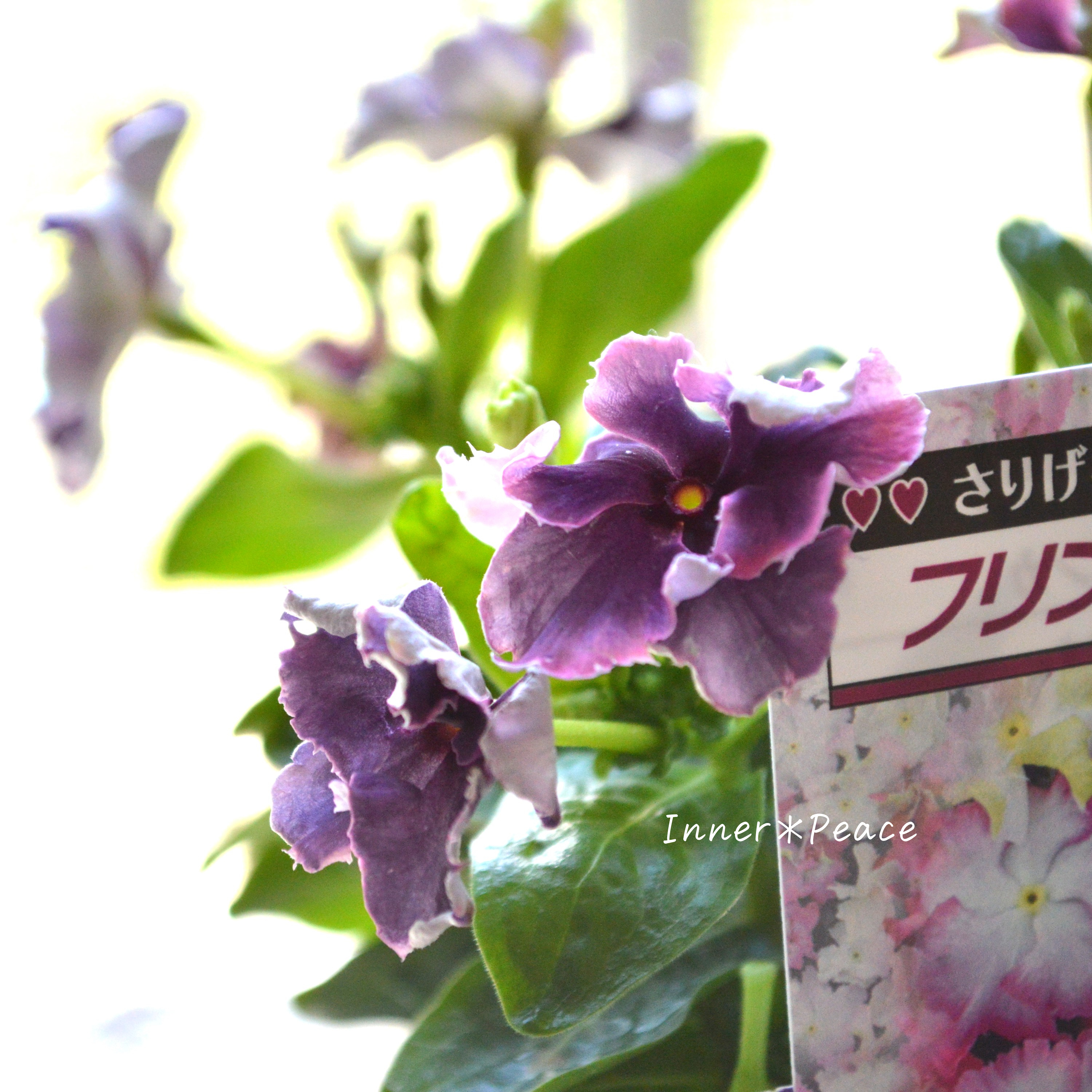 【北島園芸さん】 ニチニチソウ 『くすみブラックベリーチュチュ』 3.5寸POT