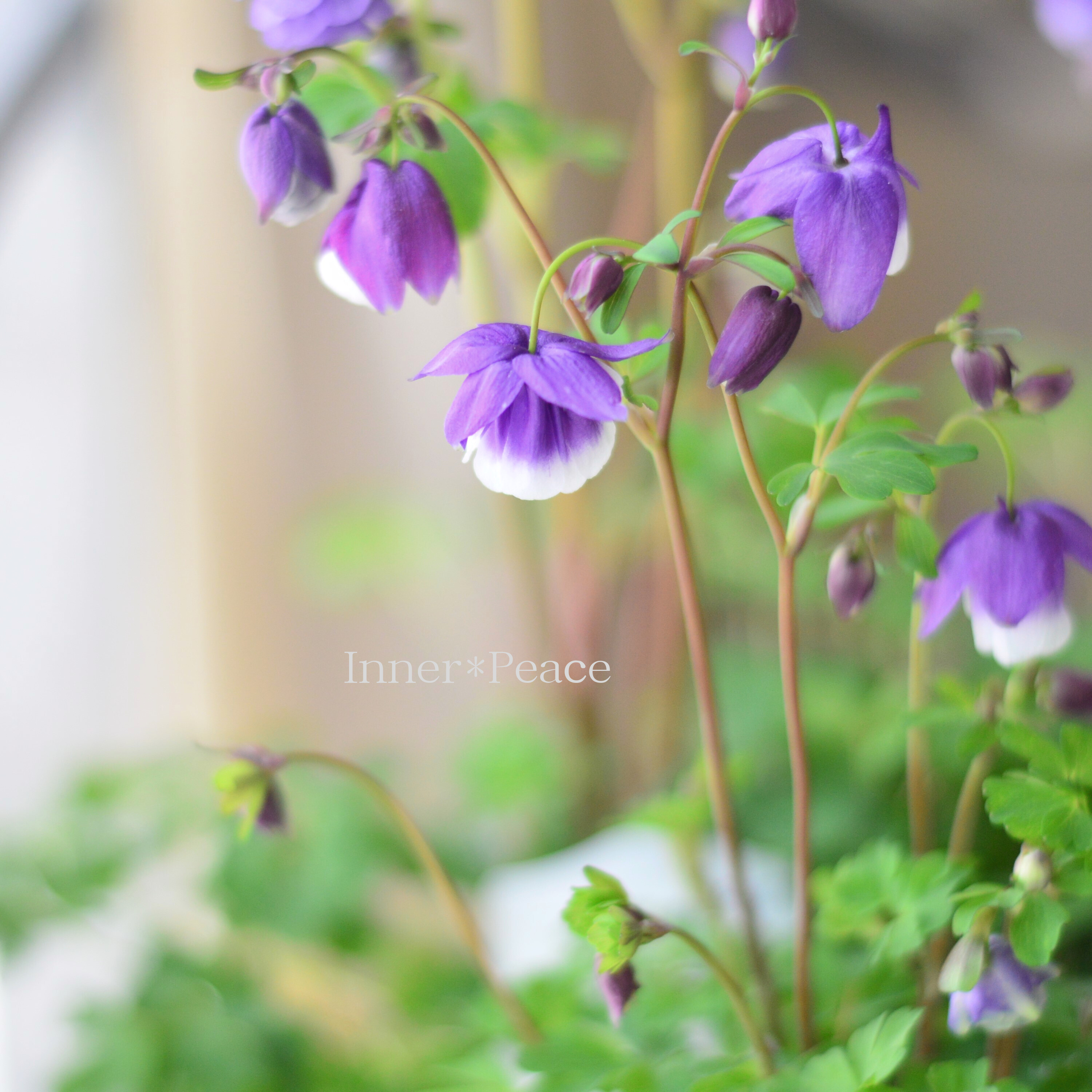 【松原園芸さん】 風鈴オダマキ 『八重ブルー』 3寸ロングPOT