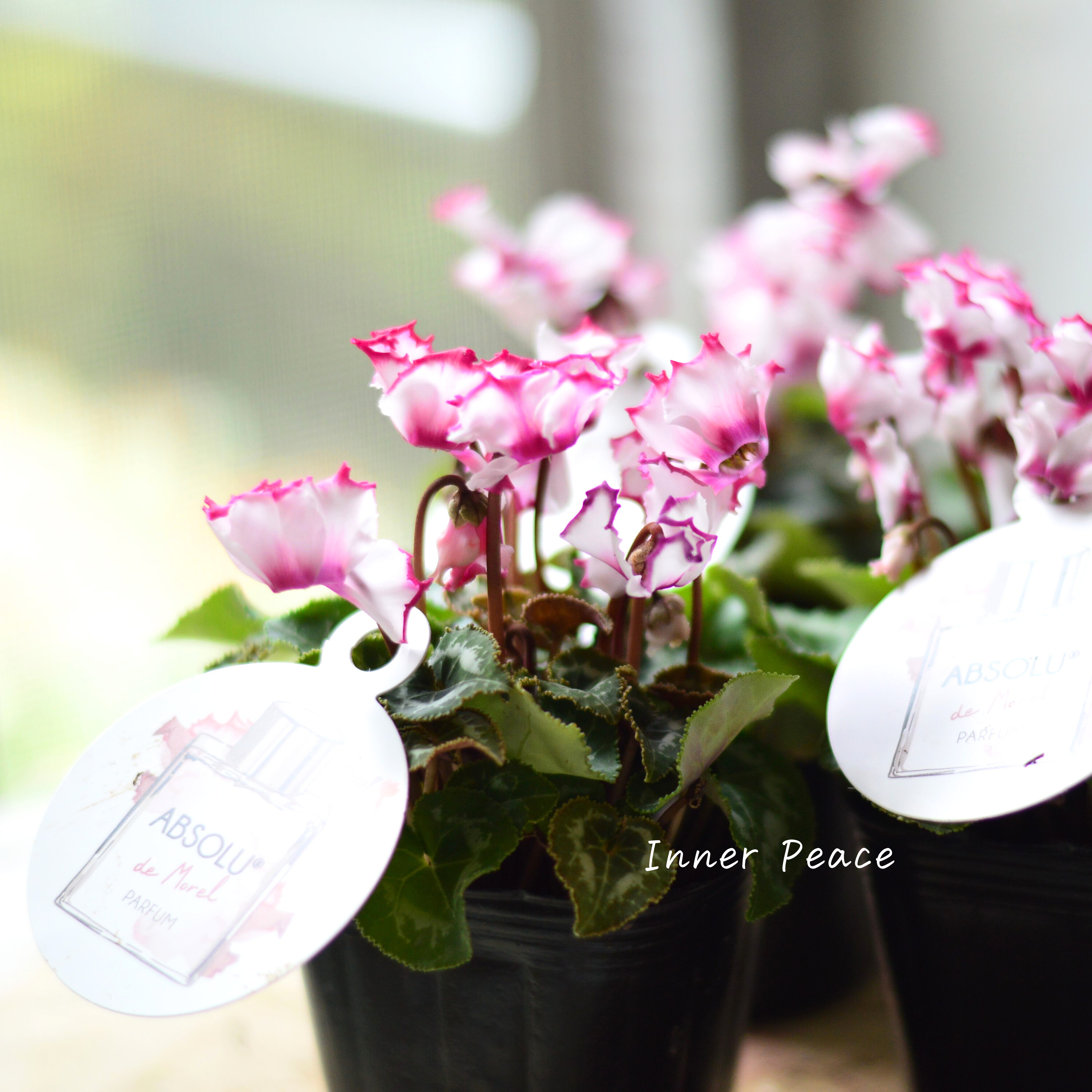 【芳香】 ガーデンシクラメン 『アブソルドゥモレル』 3寸POT