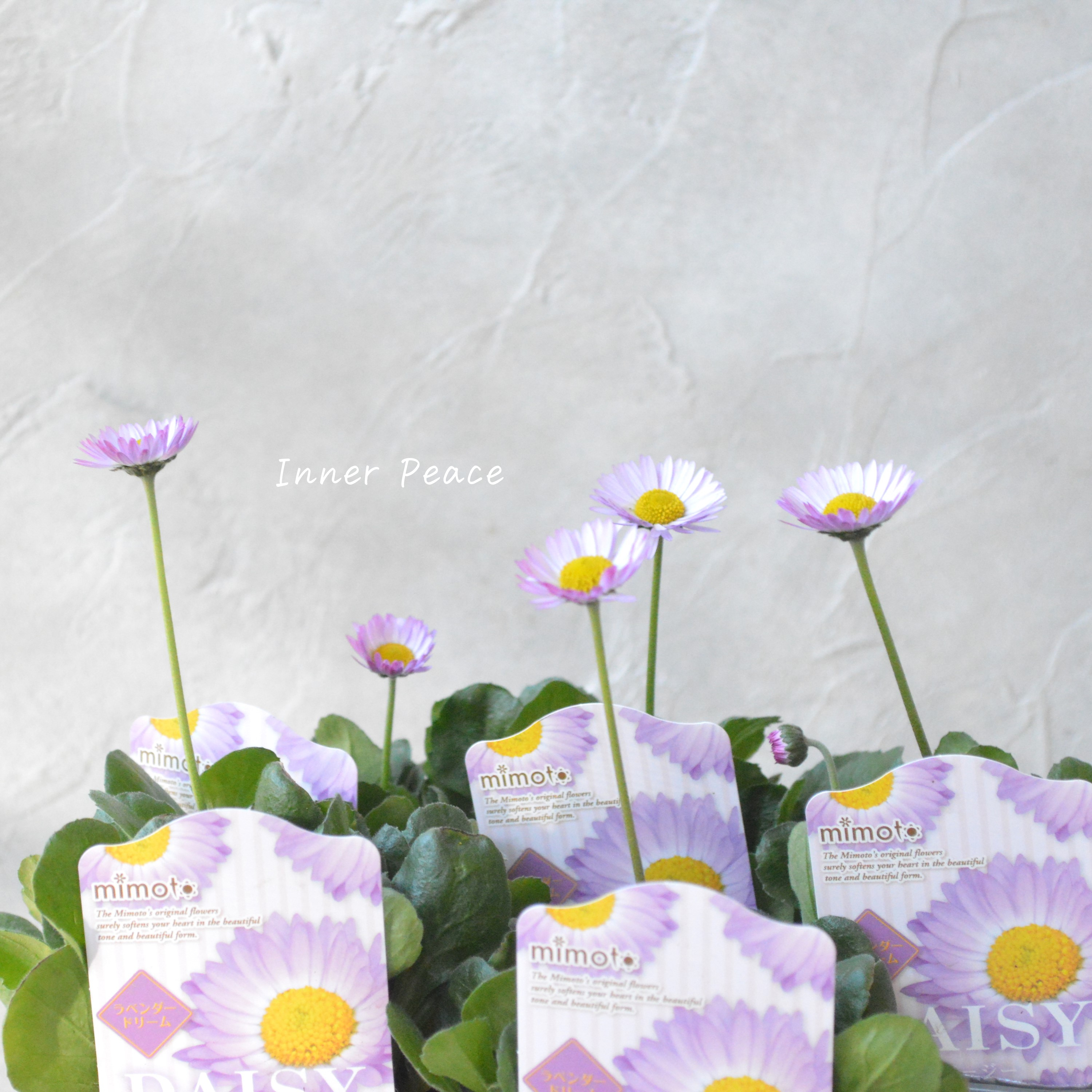 【見元園芸さん】 デージー 『ラベンダードリーム』 3寸POT