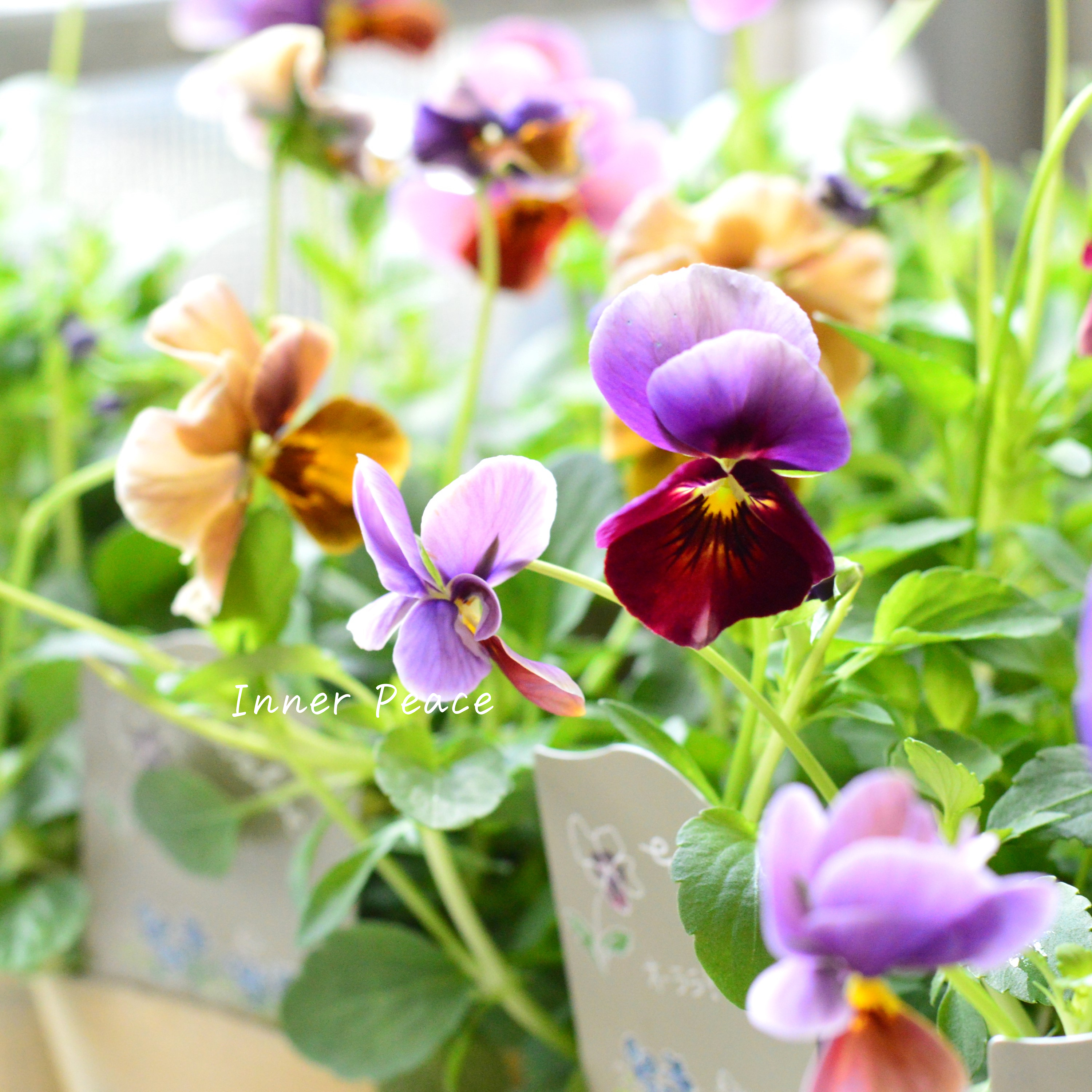 【美しい】 ビオラ 『evolve~エボルベ~・オーララ!』 3.5寸POT