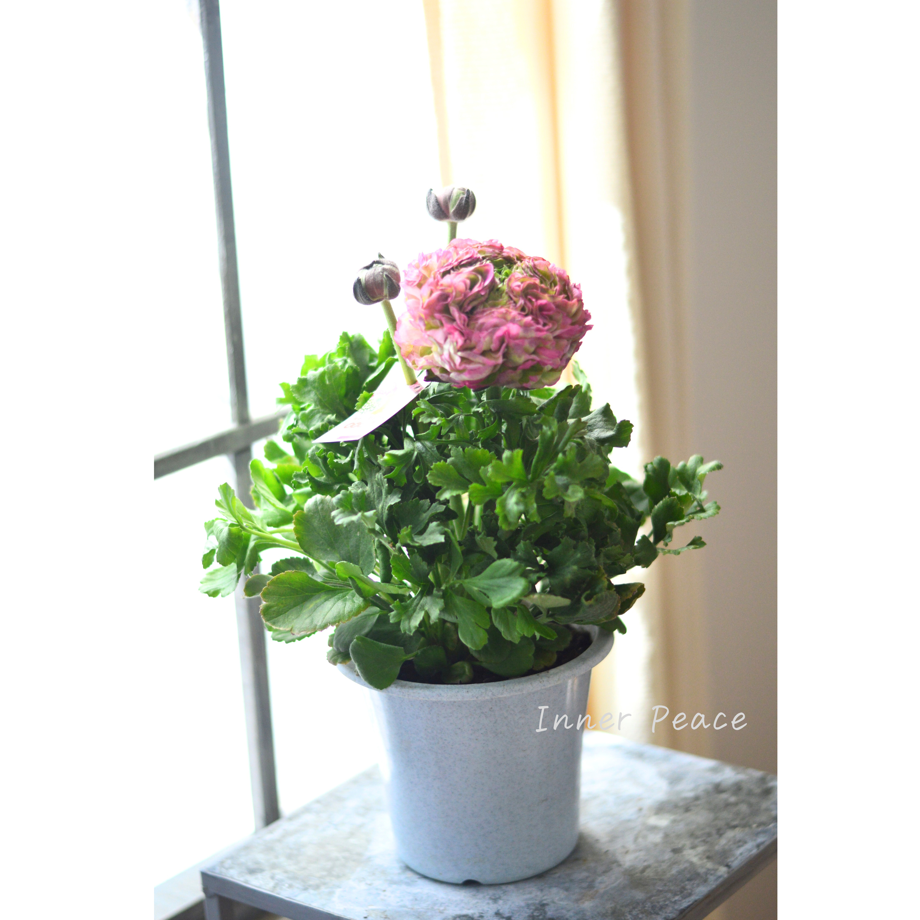 【希少】 ラナンキュラス・ポンポン 『マルヴァ』 5号鉢