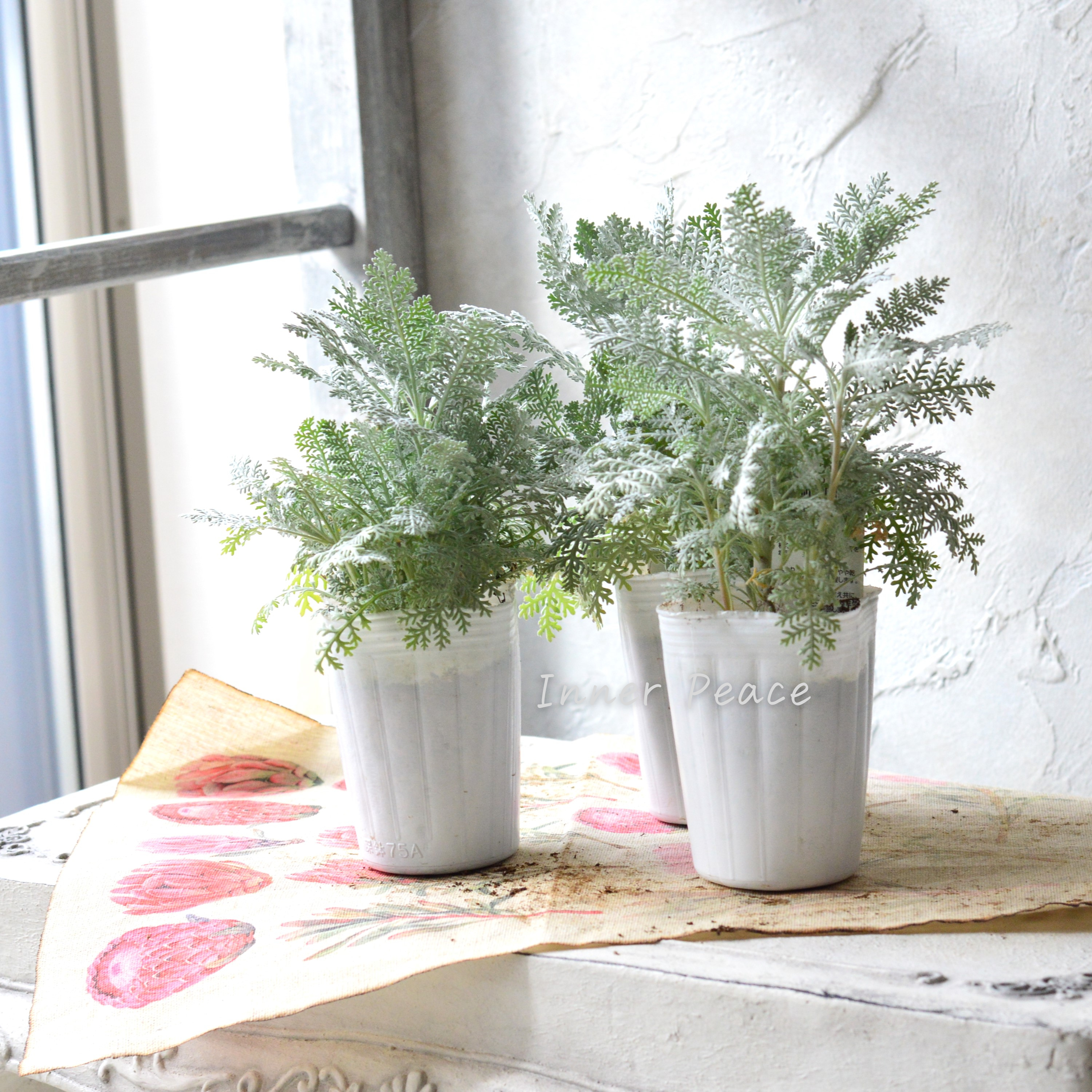 【冬の定番】 シロタエギク 『シルバーレース』 3寸POT