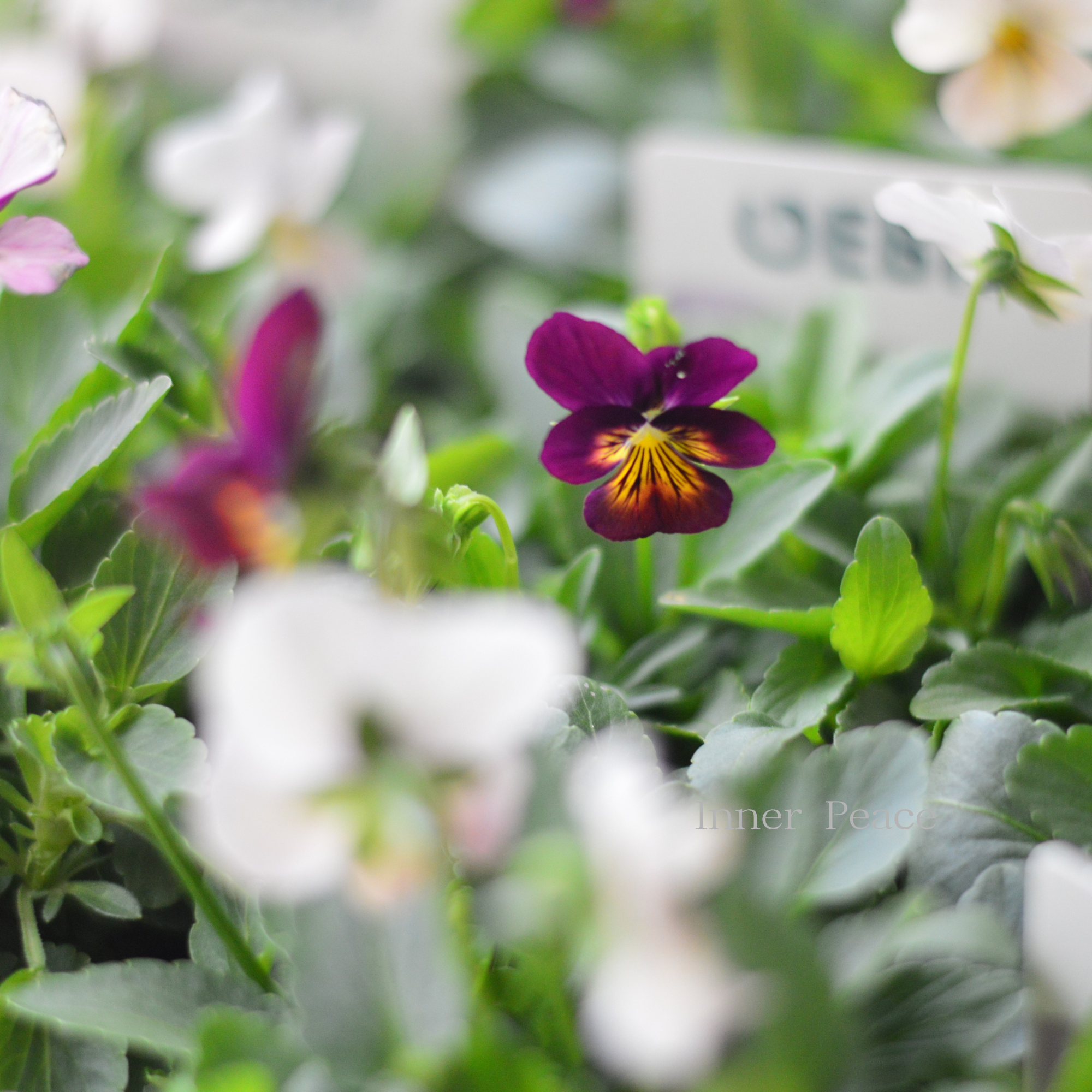 【ゲブラさん】 ビオラ 『グラデーション』 3.5寸POT