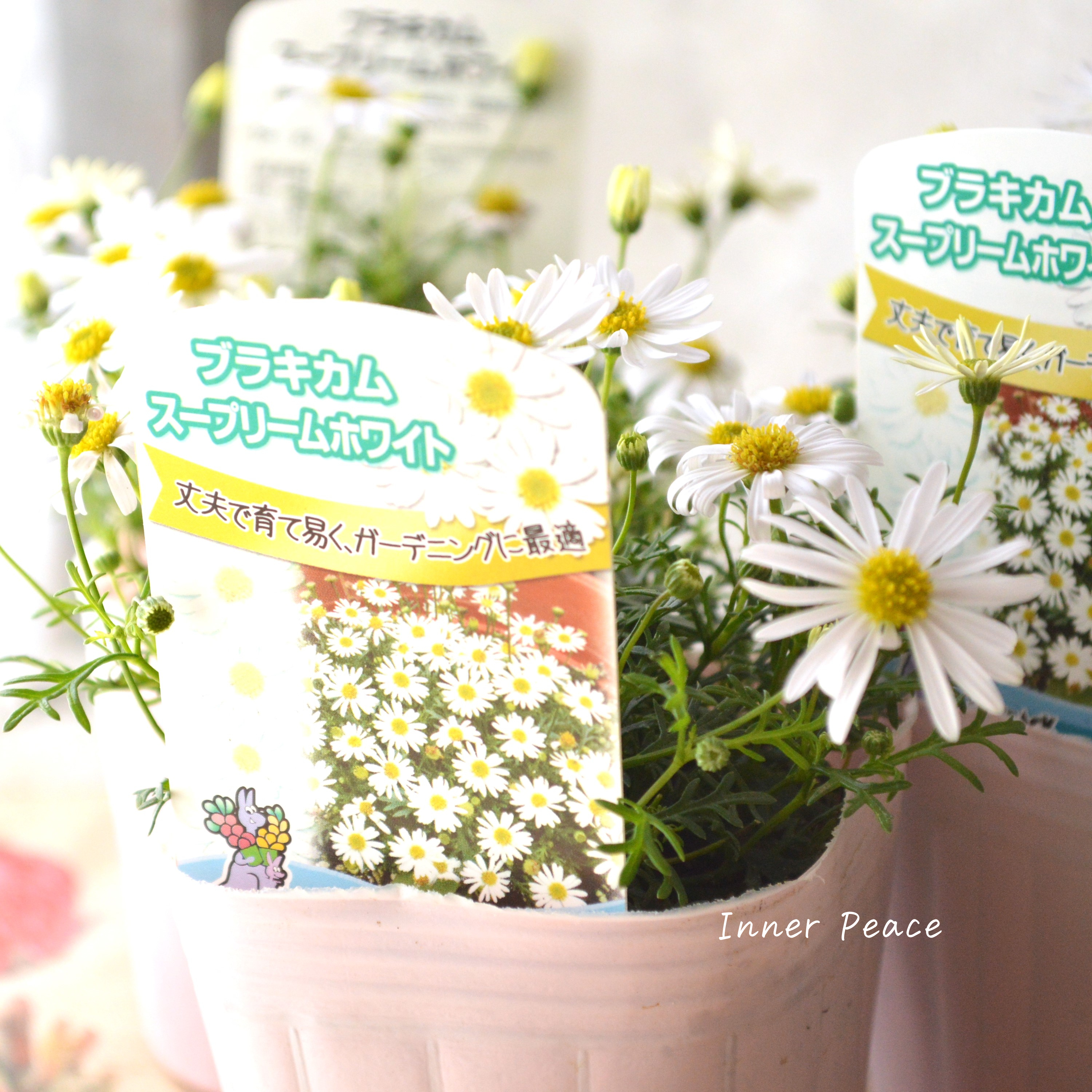 【かわいい】 ブラキカム 『スープリームホワイト』 3寸POT