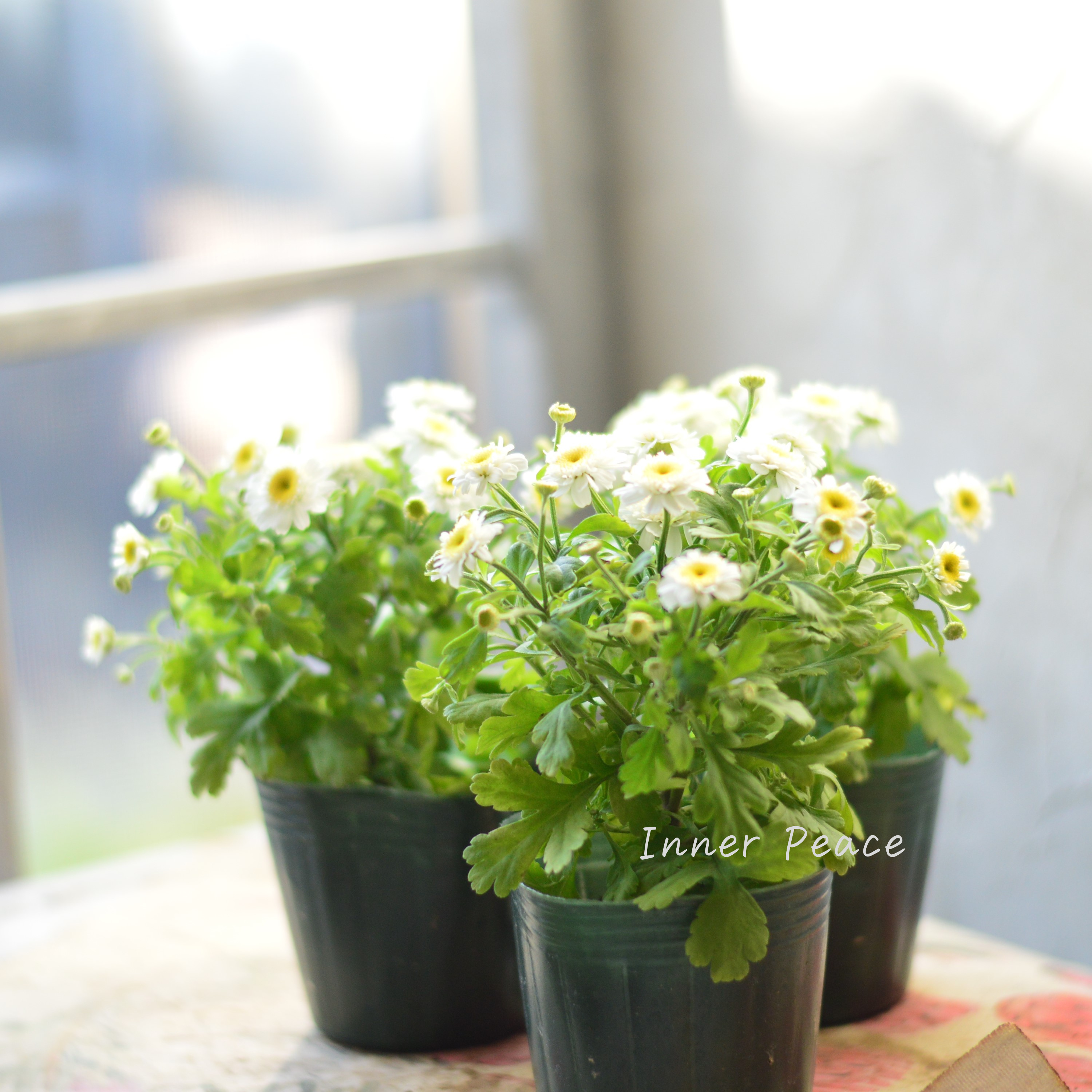 【かわいい】 マトリカリア 3寸POT