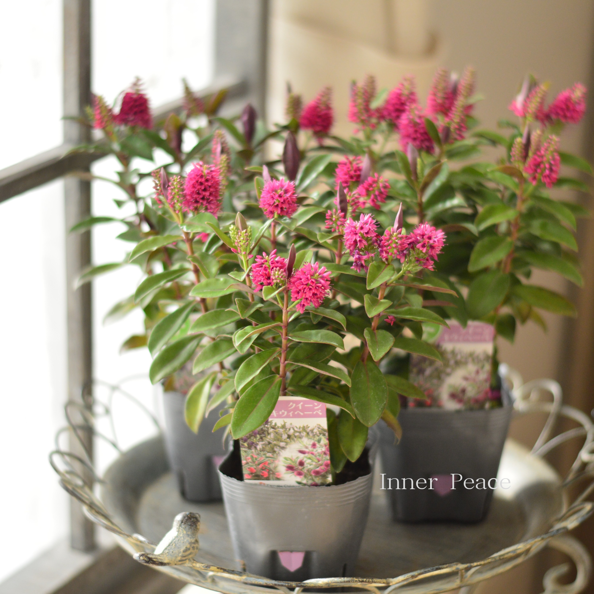 【個性的】 ヘーベ 『クイーン・キウィヘーベ ピンク系』 3.5寸POT