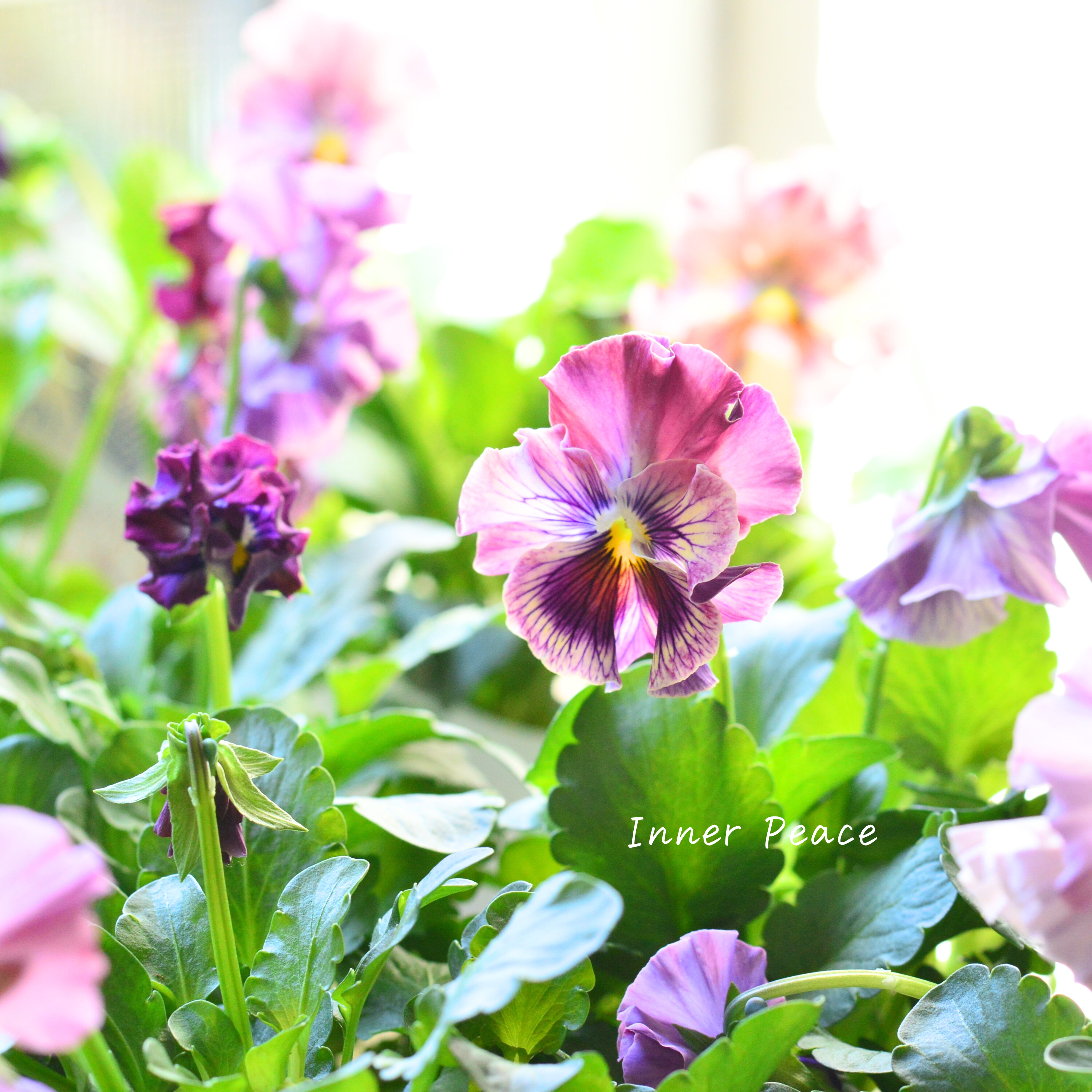 【美しい】 パンジー 『きもの』 3.5寸POT