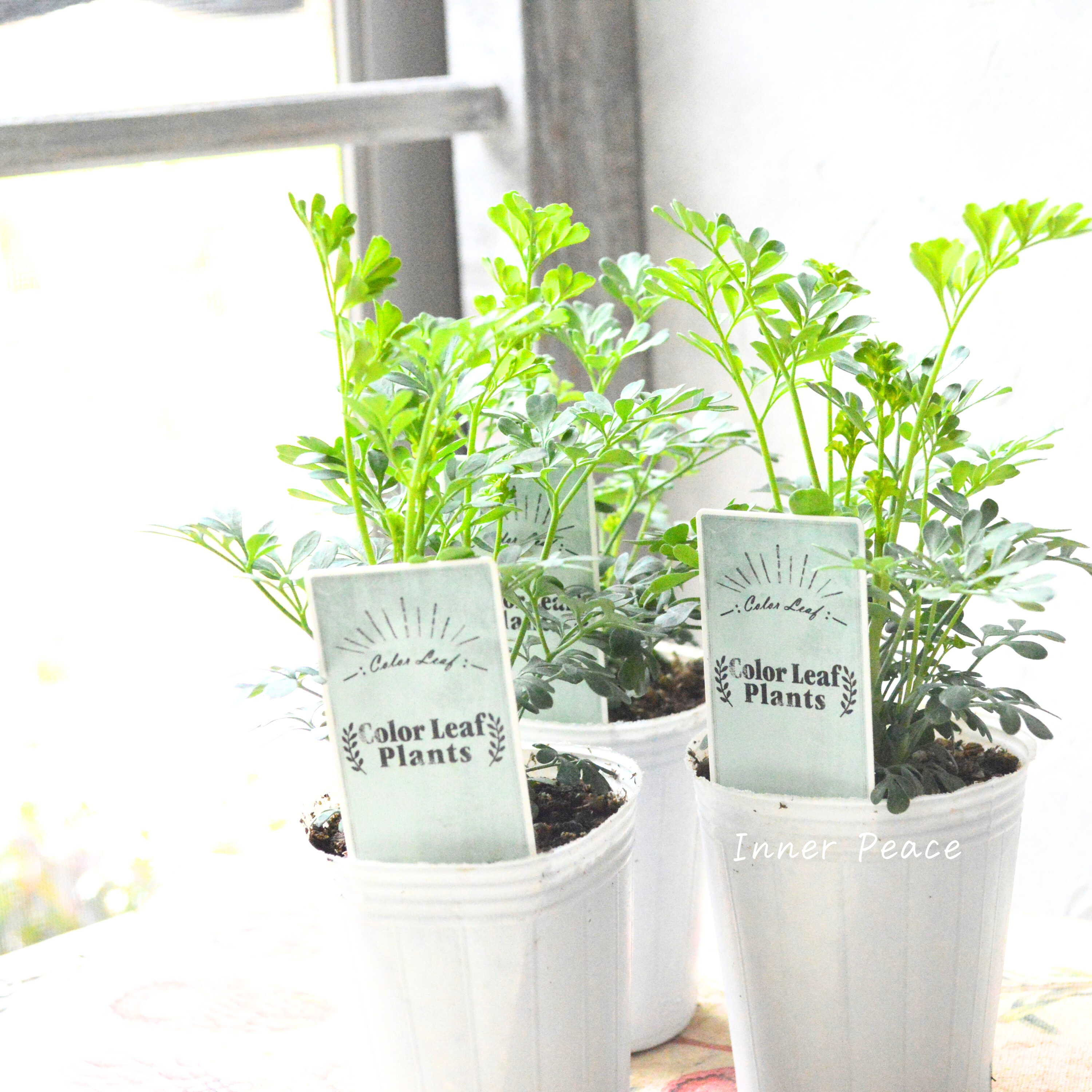 【常緑】 ガーデン・ルー 2.5寸POT