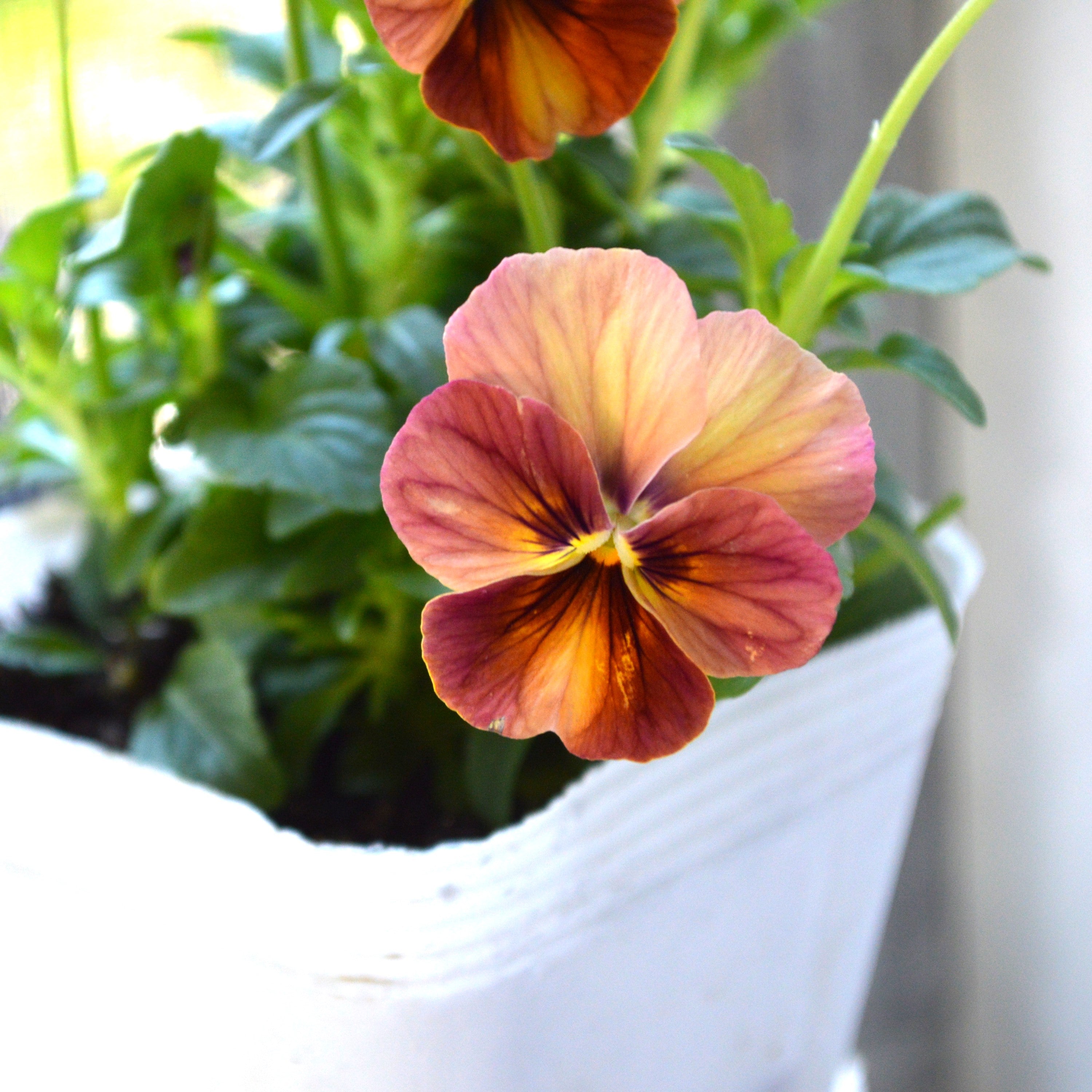 【アンティーク】 ビオラ・なごみももか 『しんしん』 3.5寸POT