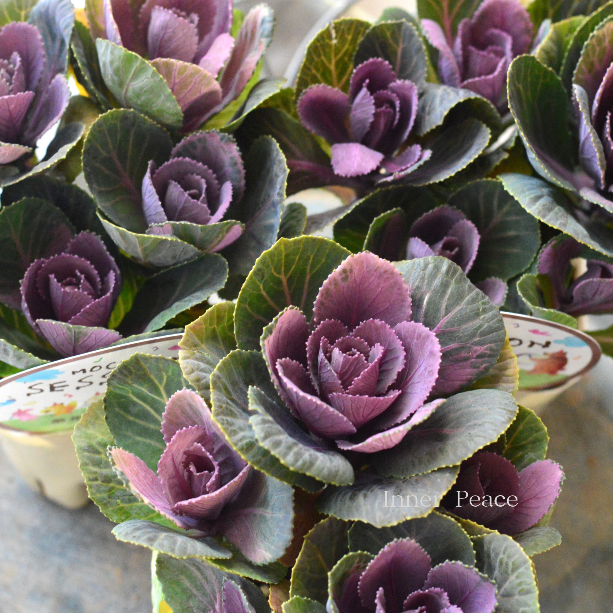 【アンティーク】 葉牡丹 『萌花セッション・丸葉』 3寸POT