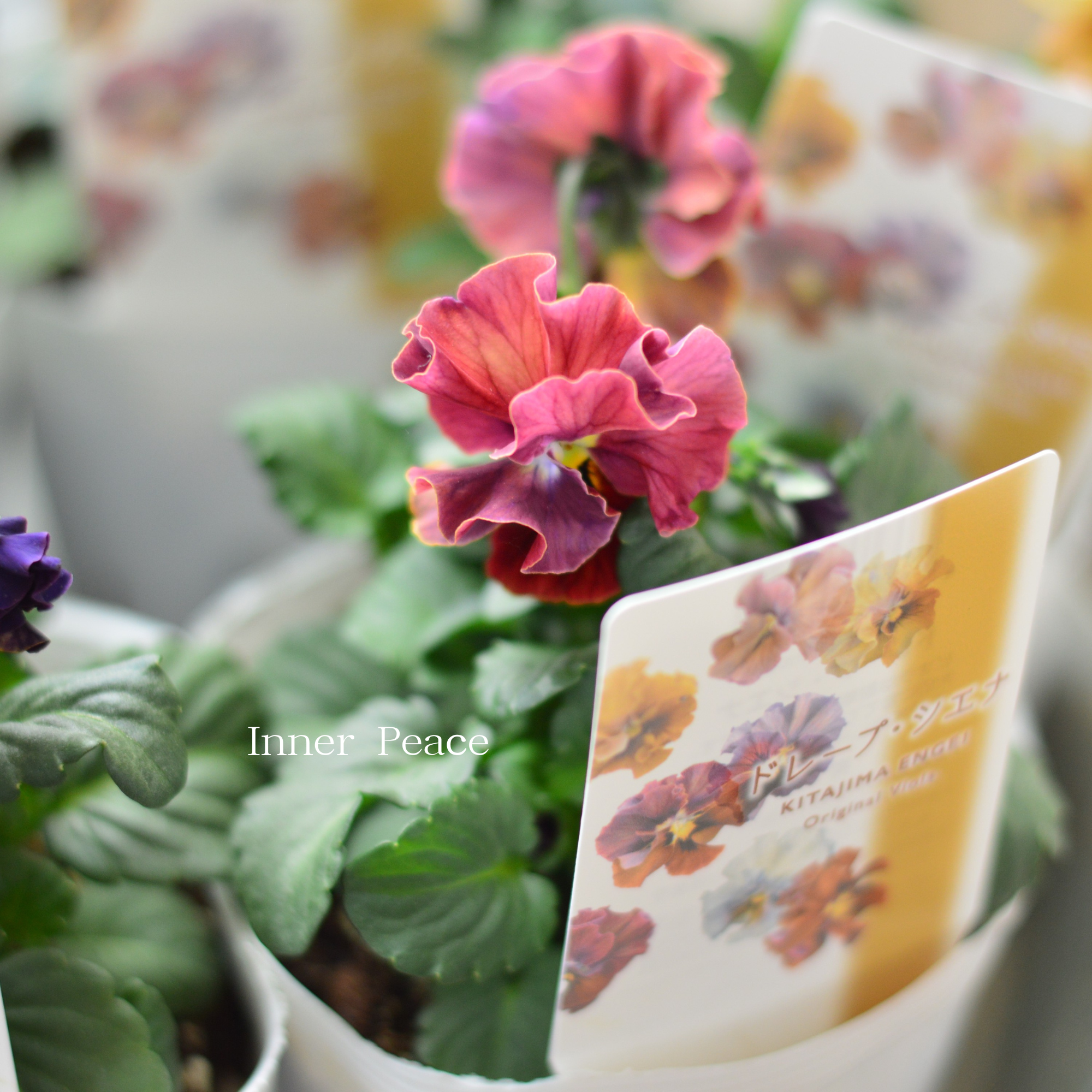 【北島園芸さん】 ビオラ 『ドレープシエナ』 3.5寸POT