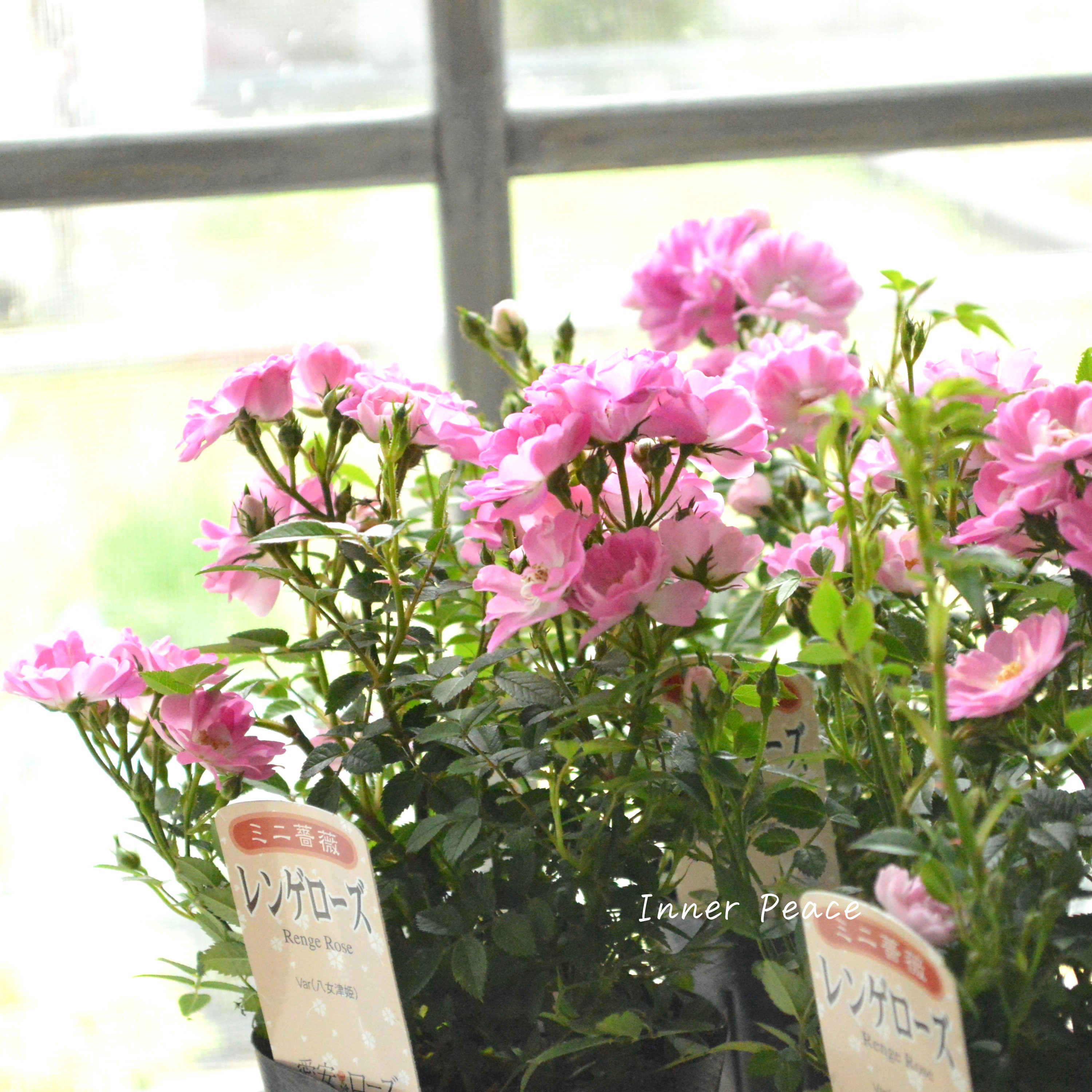 【四季咲き】 ミニ薔薇 『レンゲローズ』 3寸POT